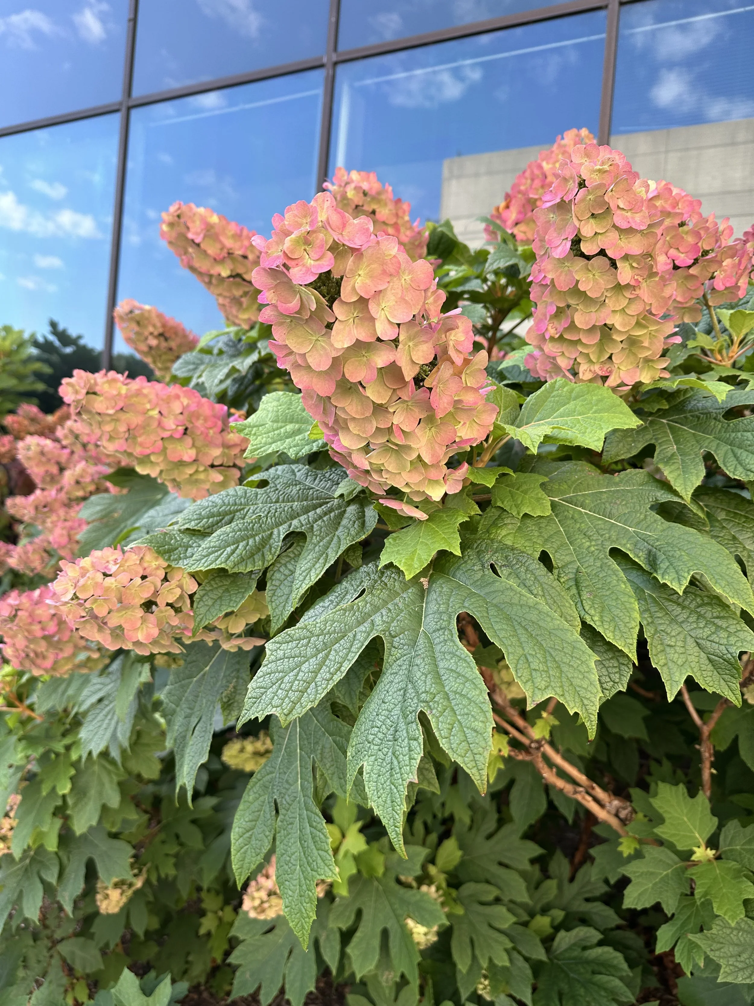 Hydrangea quercifolia
