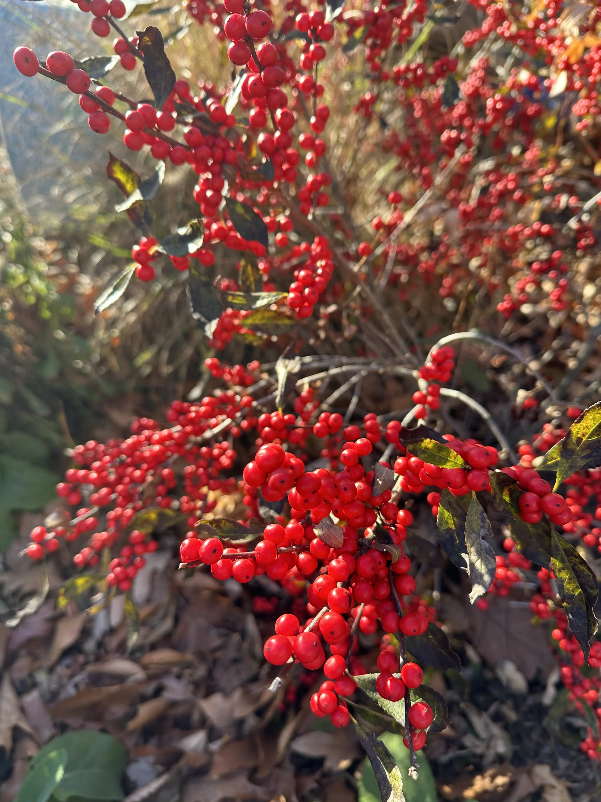 Ilex verticillata in Winter