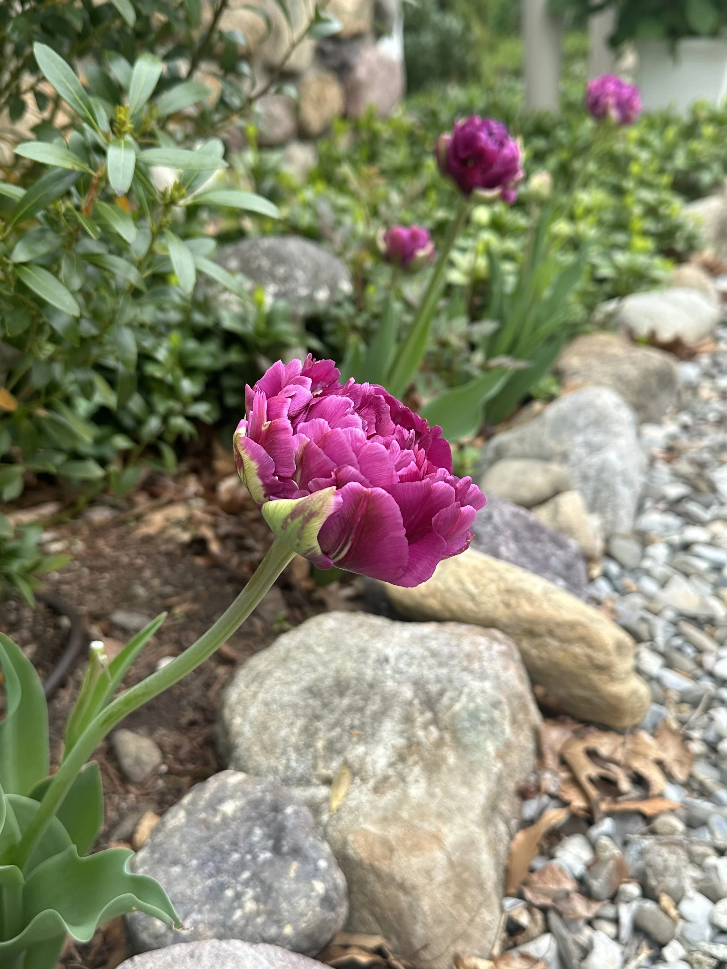 Peony tulips in bloom