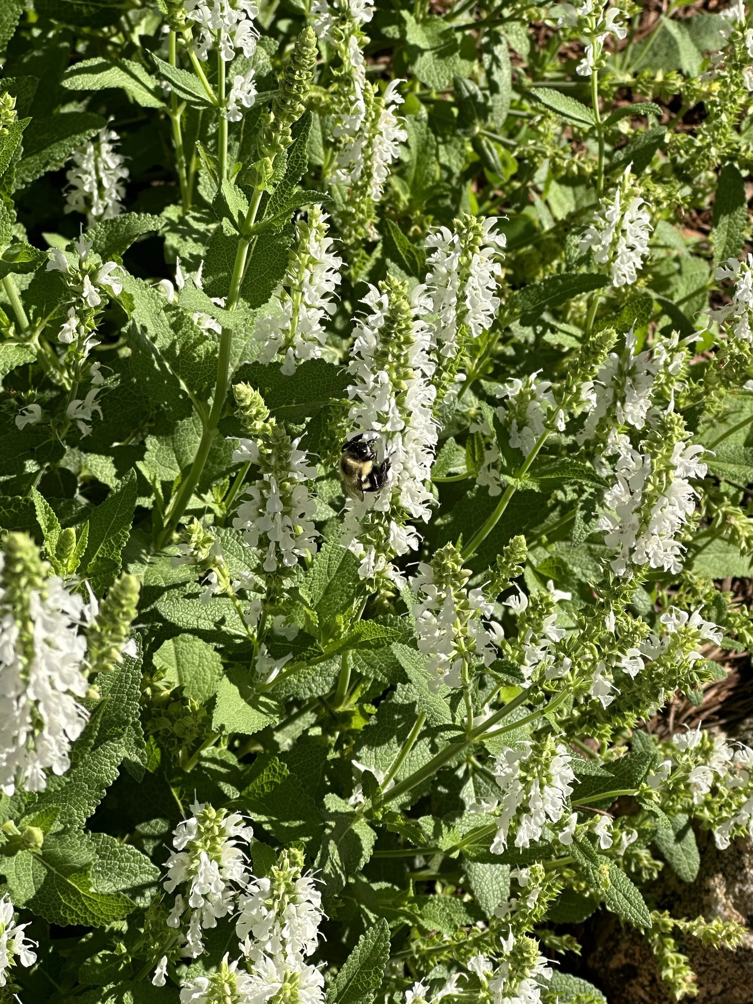 White Salvia with a bumble bee