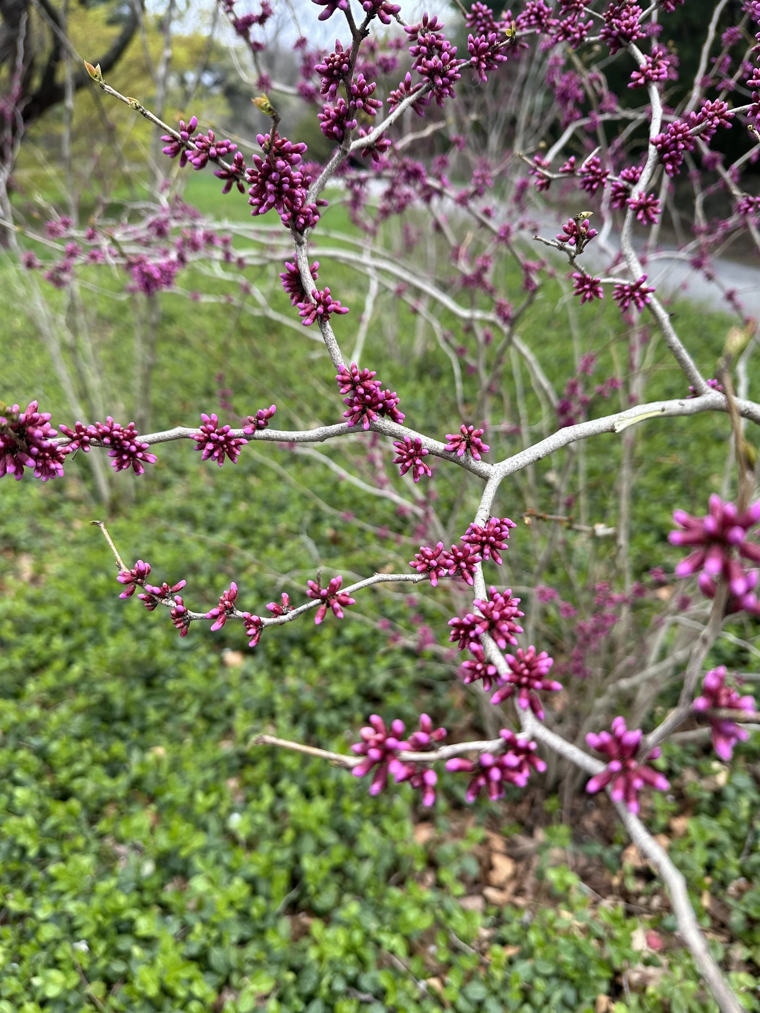 Cercis canadensis