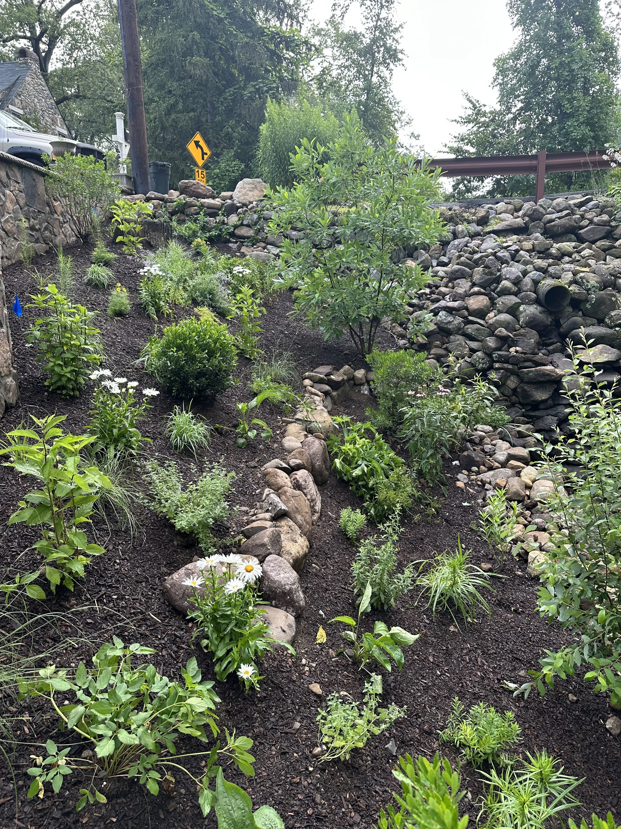 Restoring Beauty & Stability Along the Stream Bank