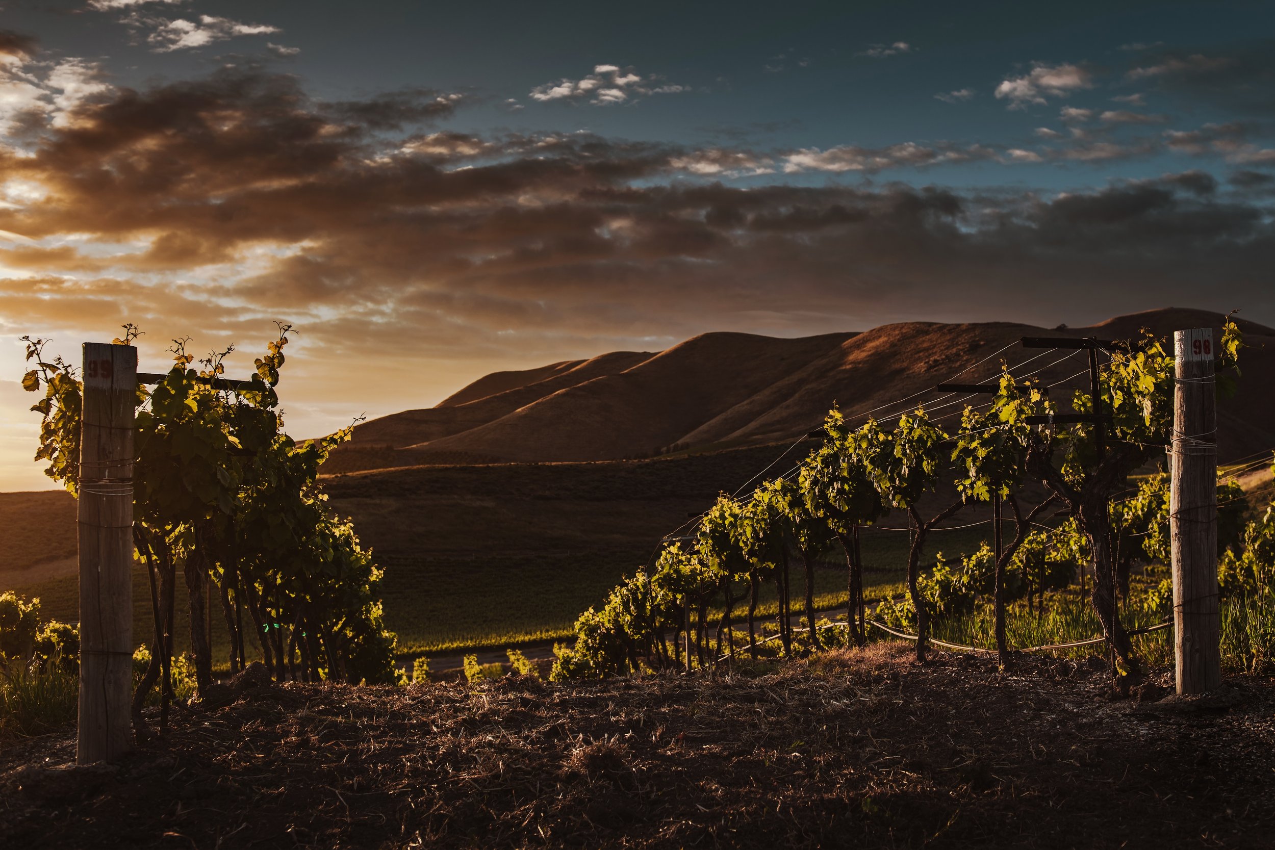 selective-focus-shot-vine-trees-captured-beautiful-vineyard-twilight.jpg