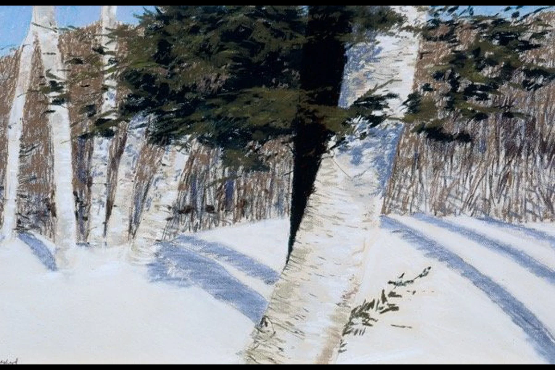 Birch Hemlock and Sun