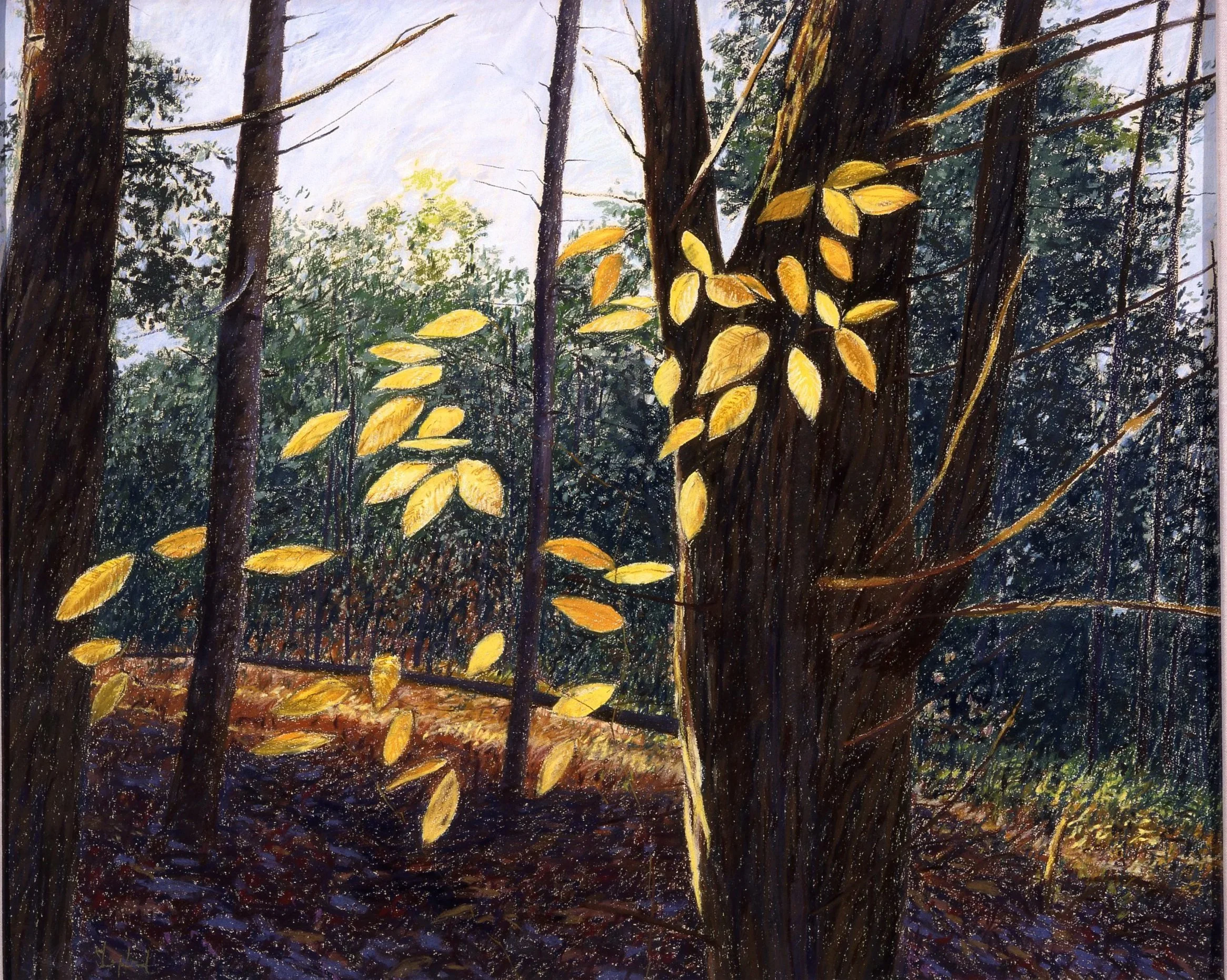 Walk+in+the+Woods.jpg