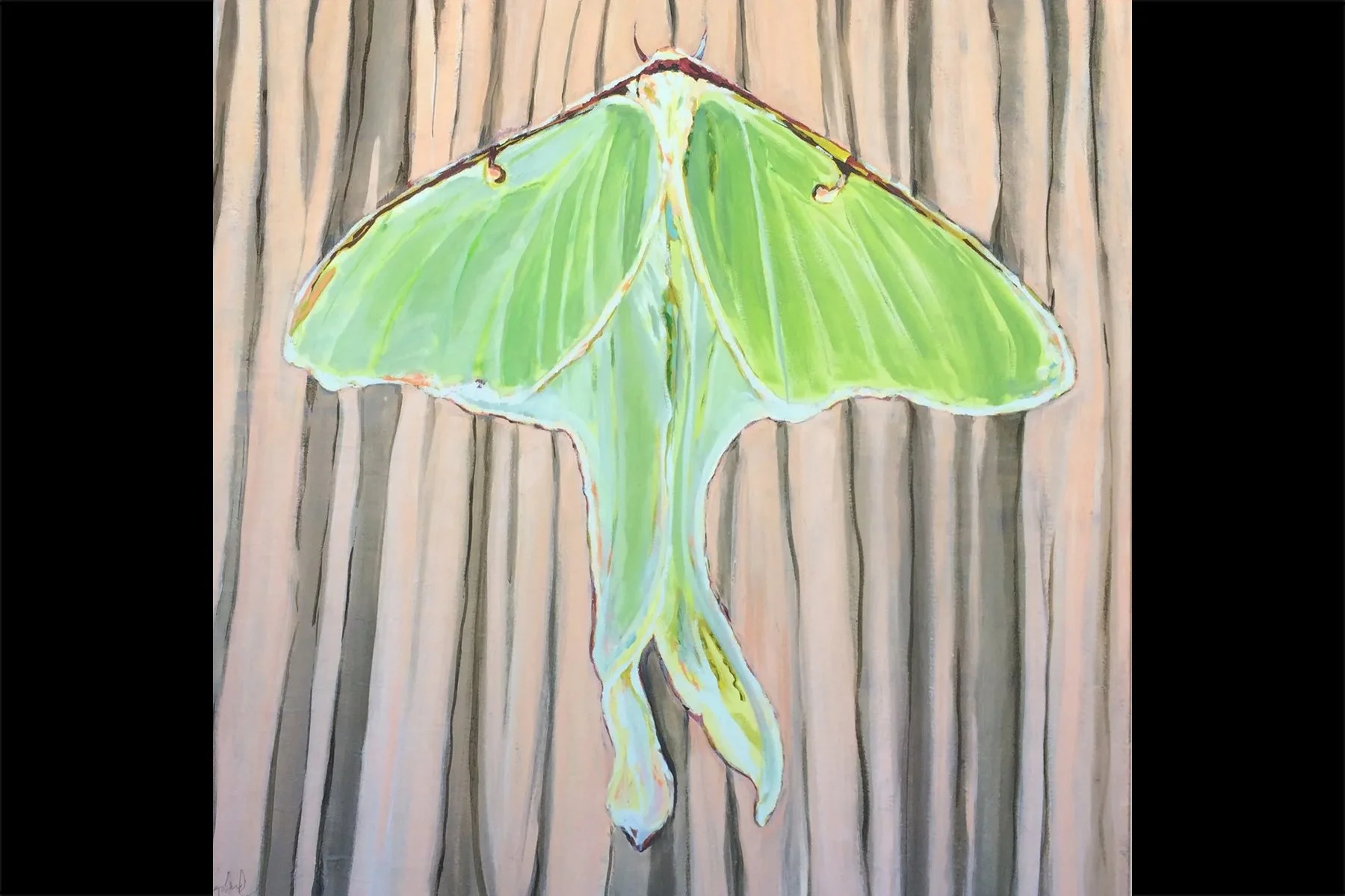 Luna Moth