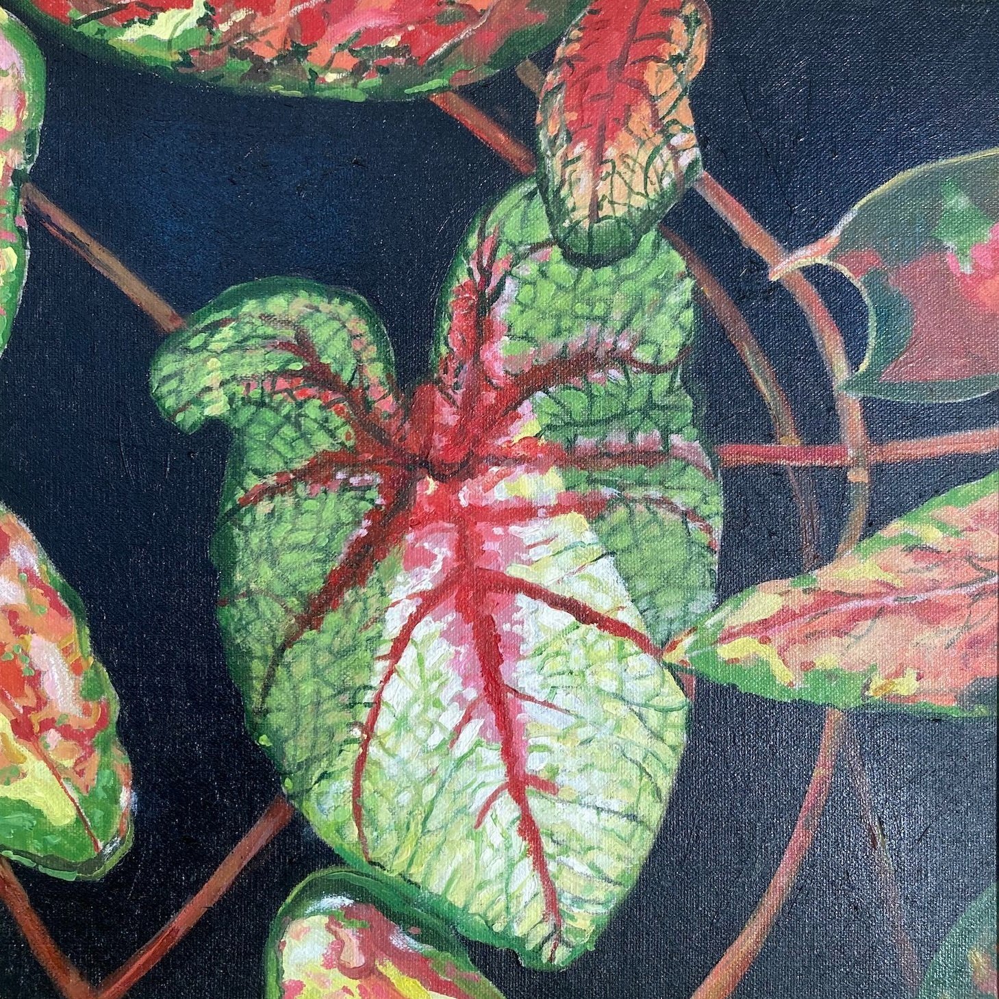 Caladium