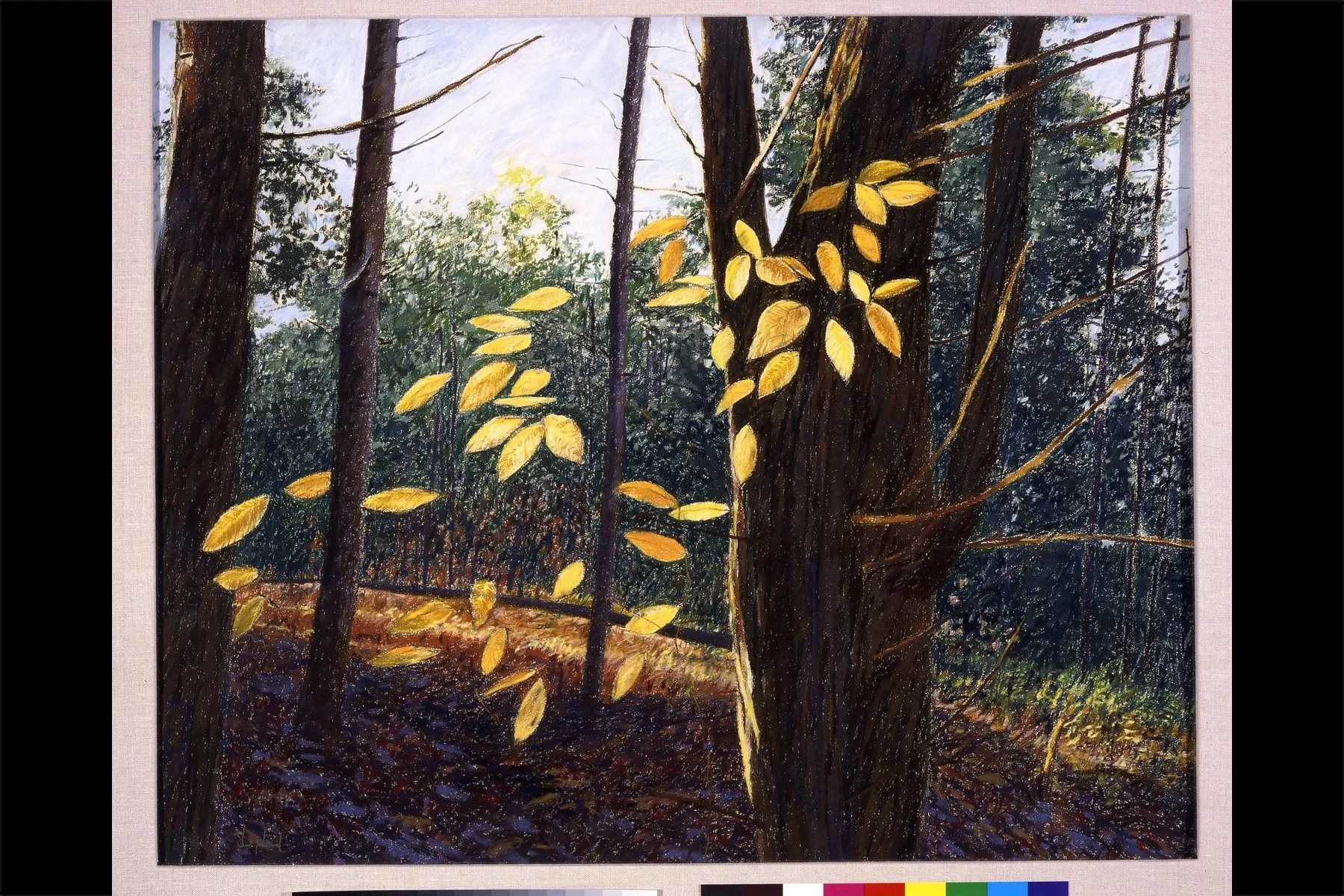 Wallk To The Waterfall