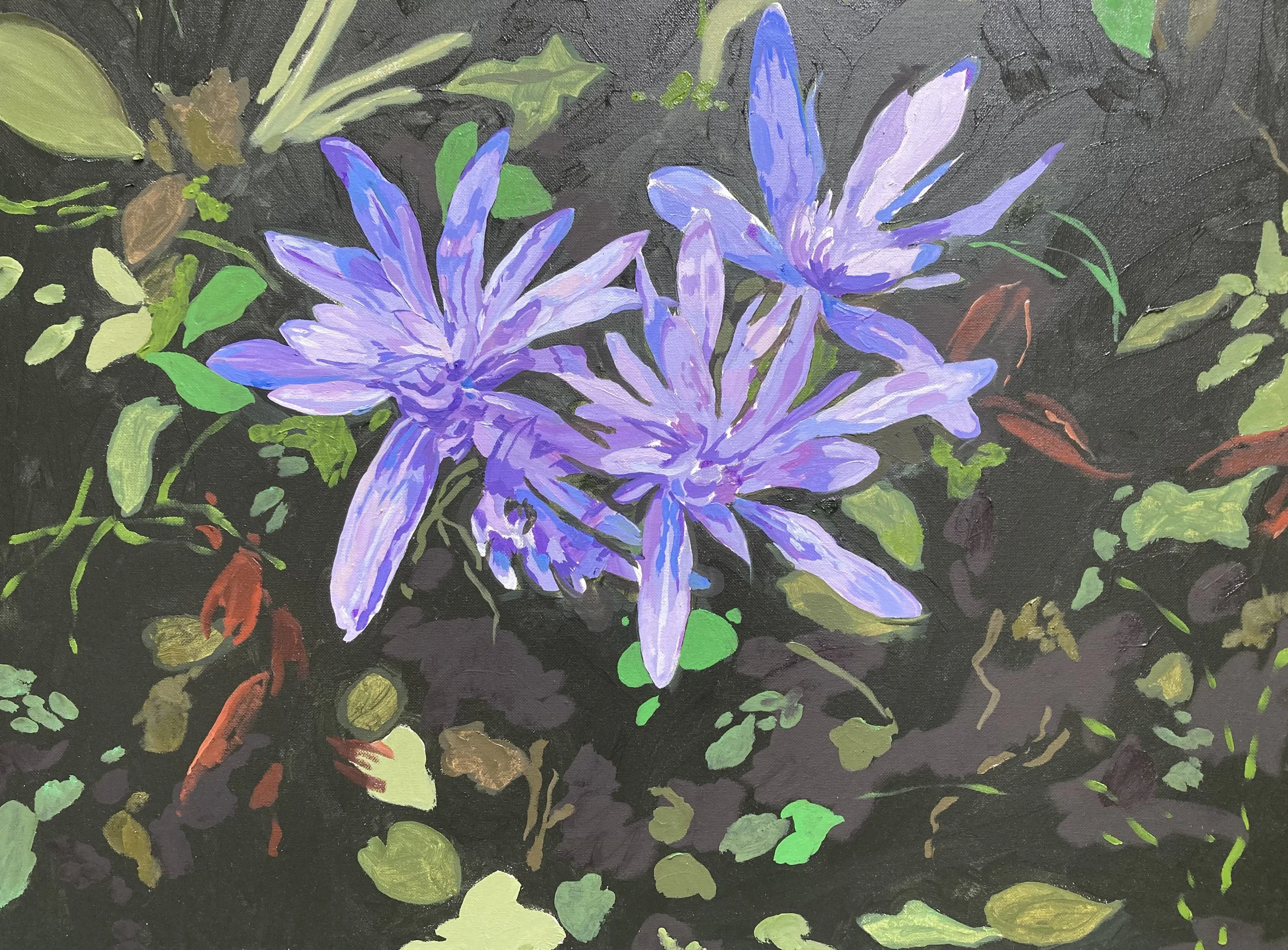 Colchinum-Flatworld-Sold