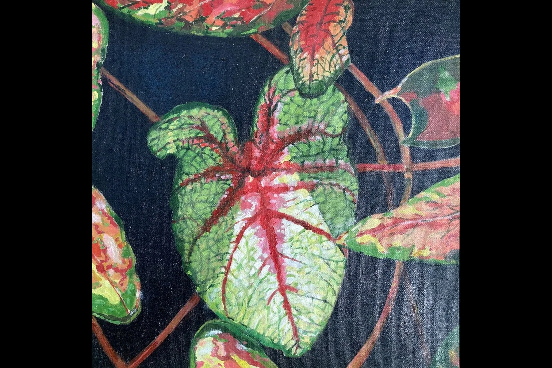 Caladium