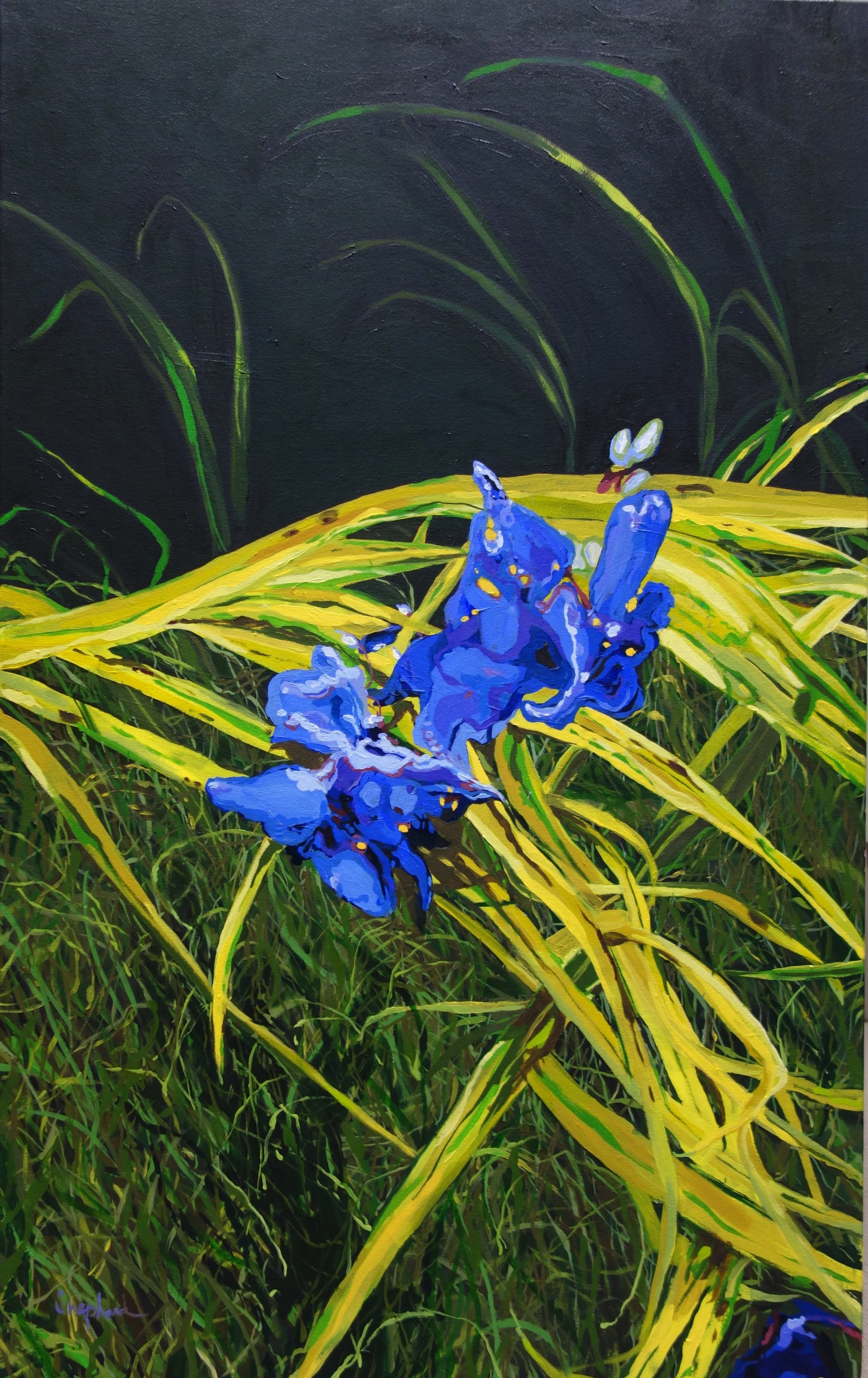 Spiderwort.jpg