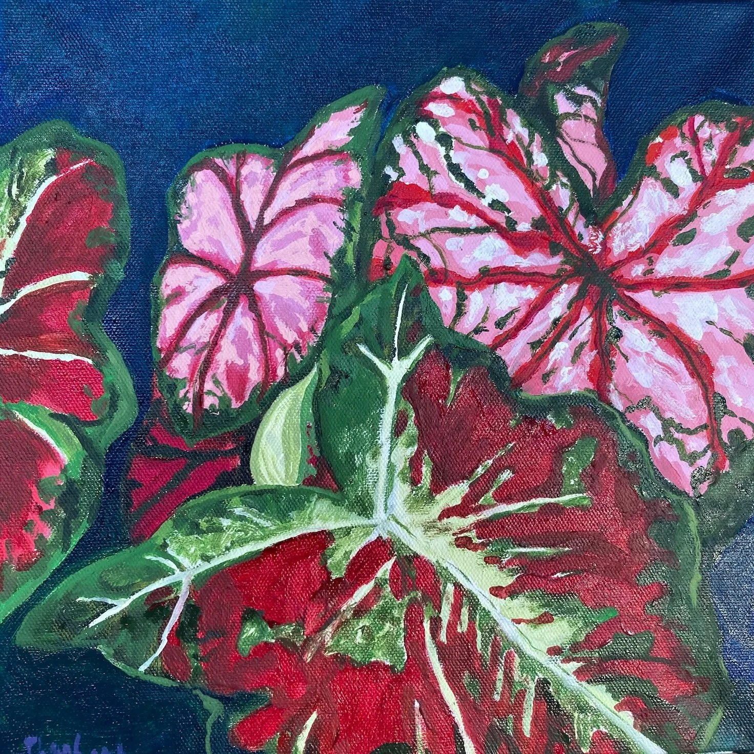 Caladium2.jpg