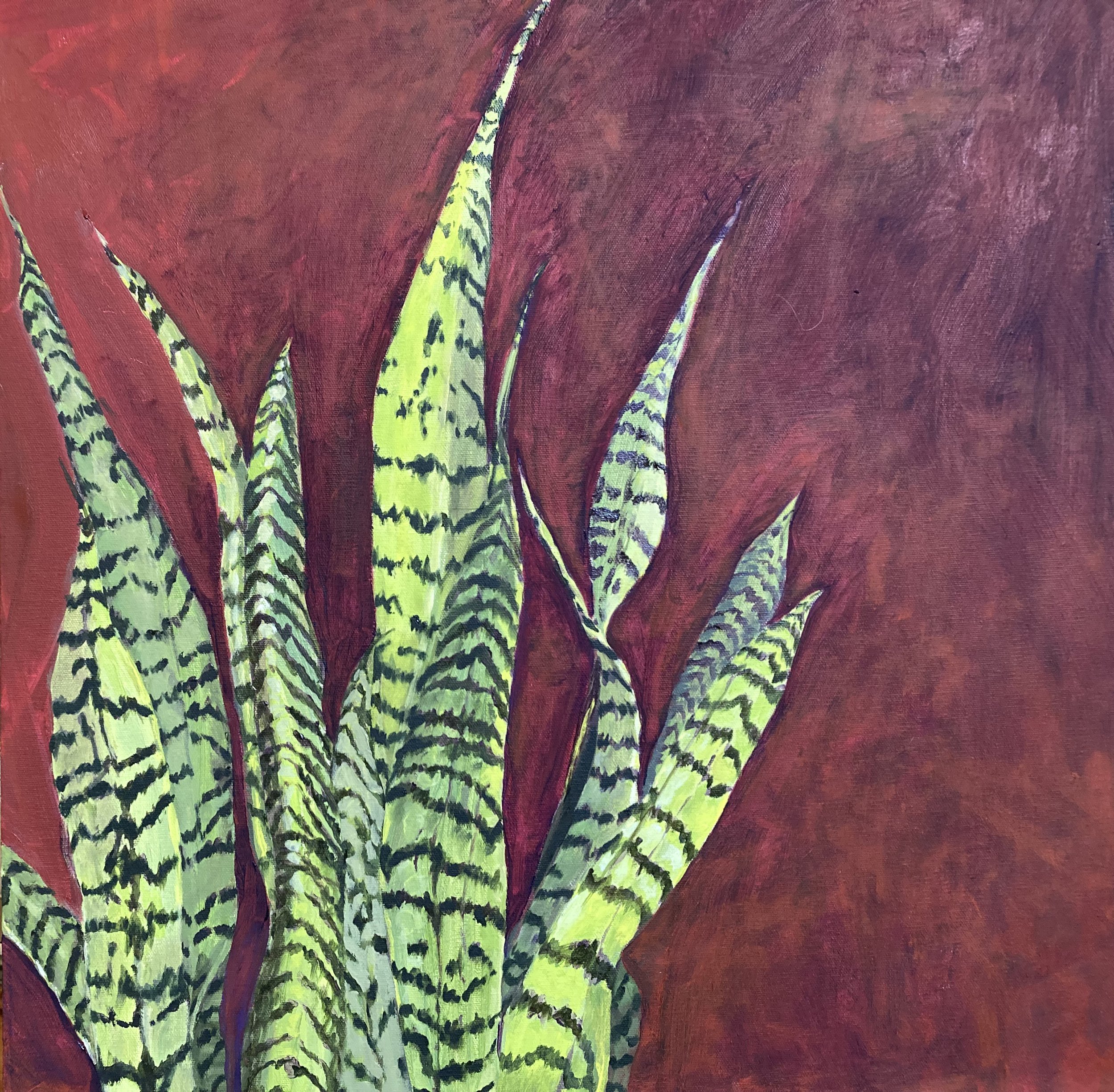 Snake Plant