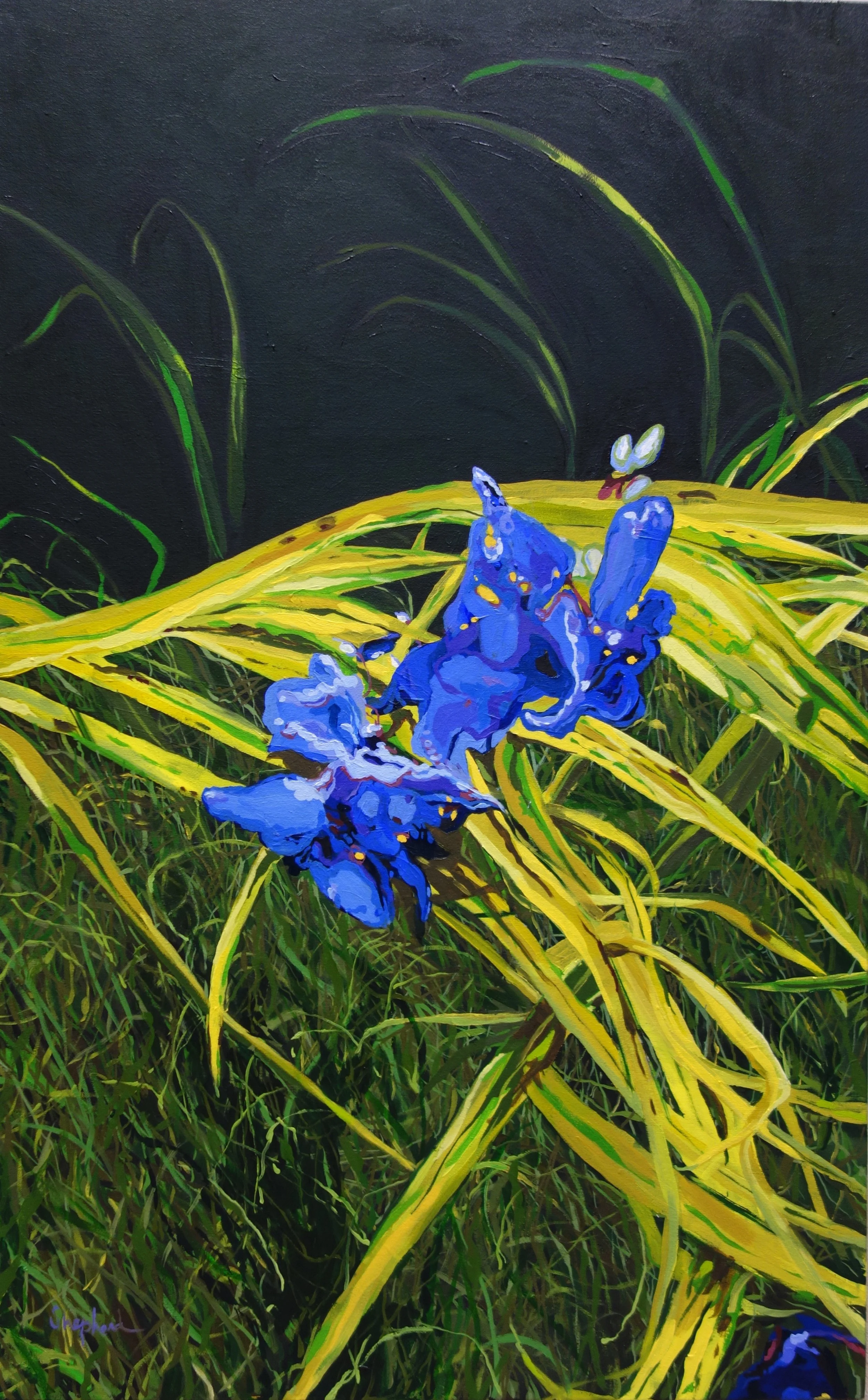 Spiderwort-Flatworld-Sold