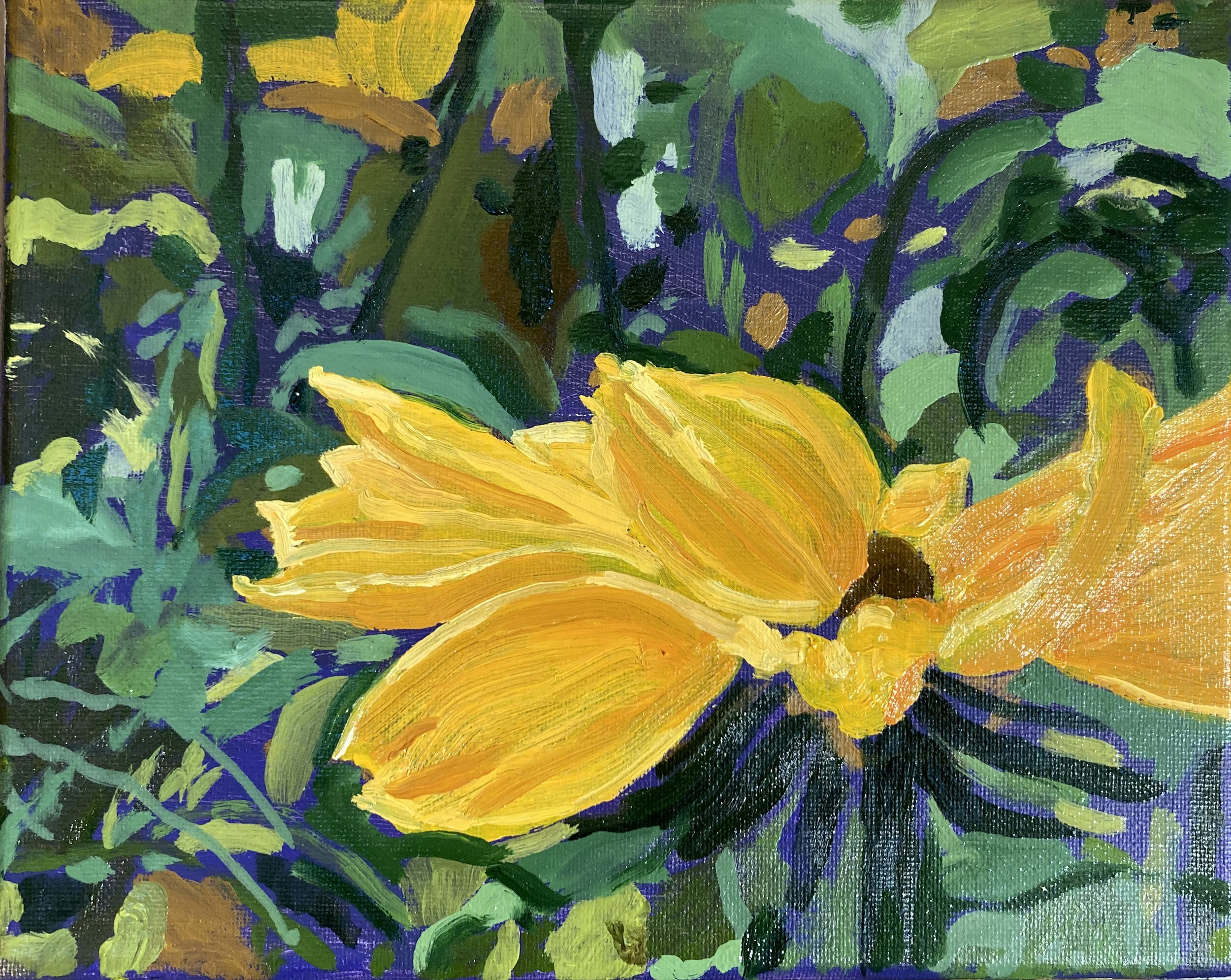 Rudbeckia