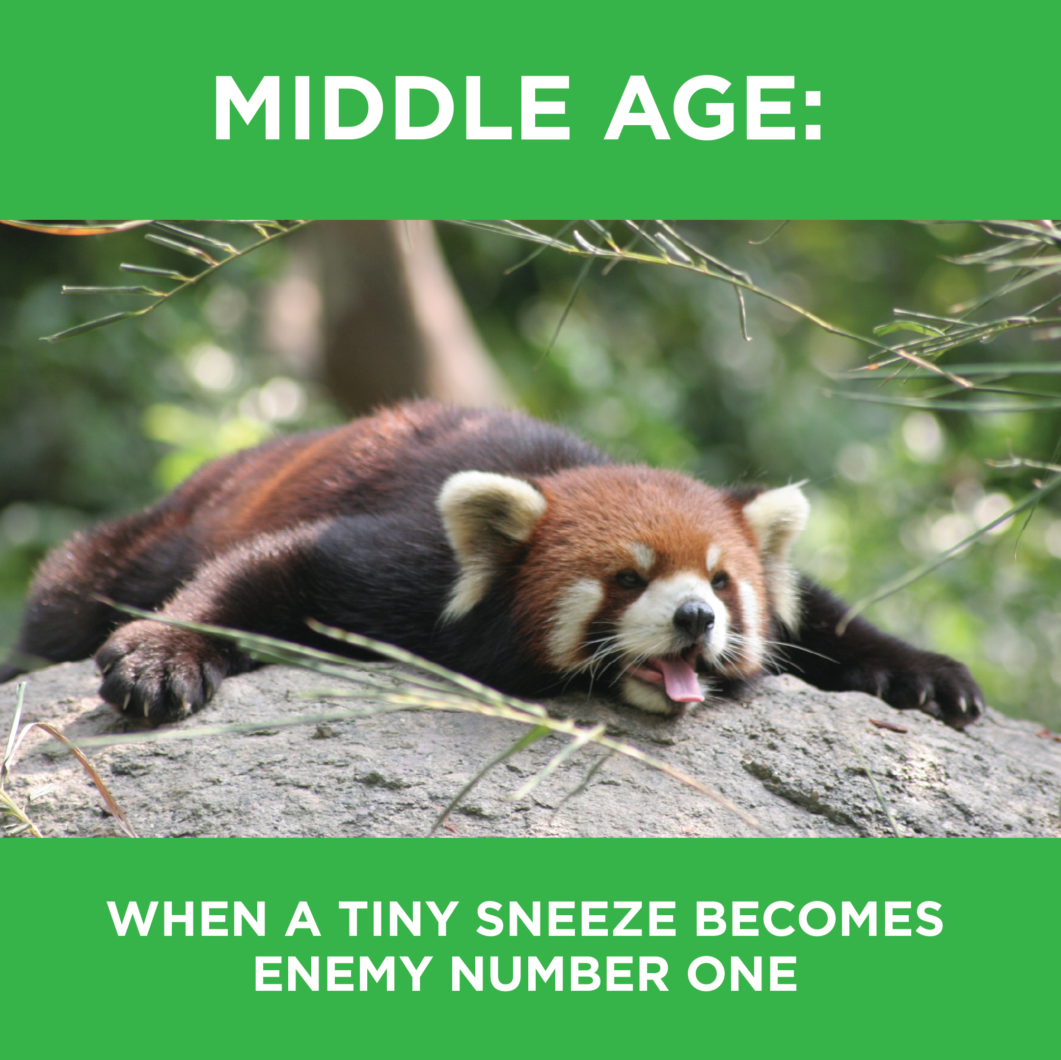A red panda lying on a rock with greenery in the background and text above and below it. The text reads "MIDDLE AGE: When a tiny sneeze becomes enemy number one."