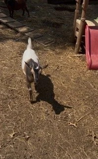 Baby Goat Gentle Yoga