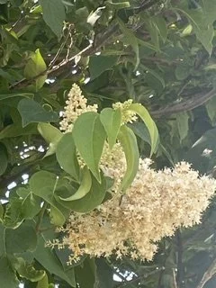 Lilac Trees?