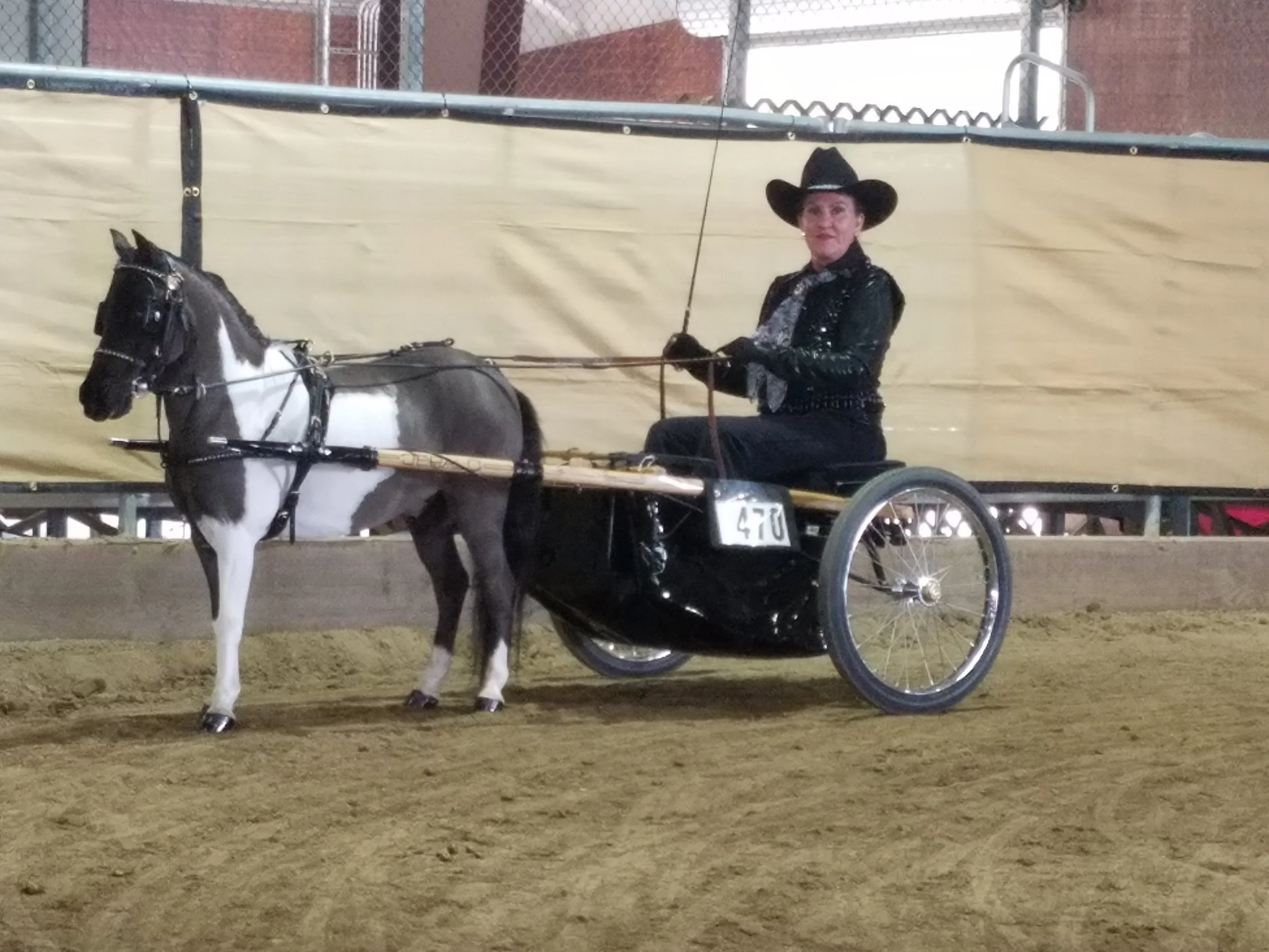 Showing a miniature horse at Mansfield Miniatures of Northern Nevada