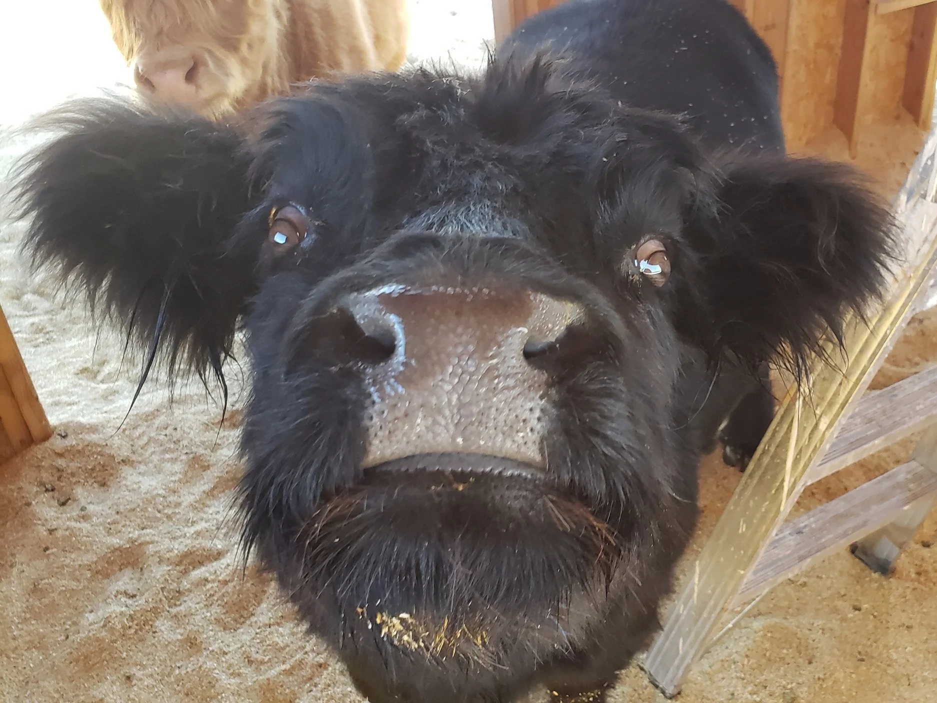 Mansfield Miniatures has Dahlia, a Highland cow used for breeding
