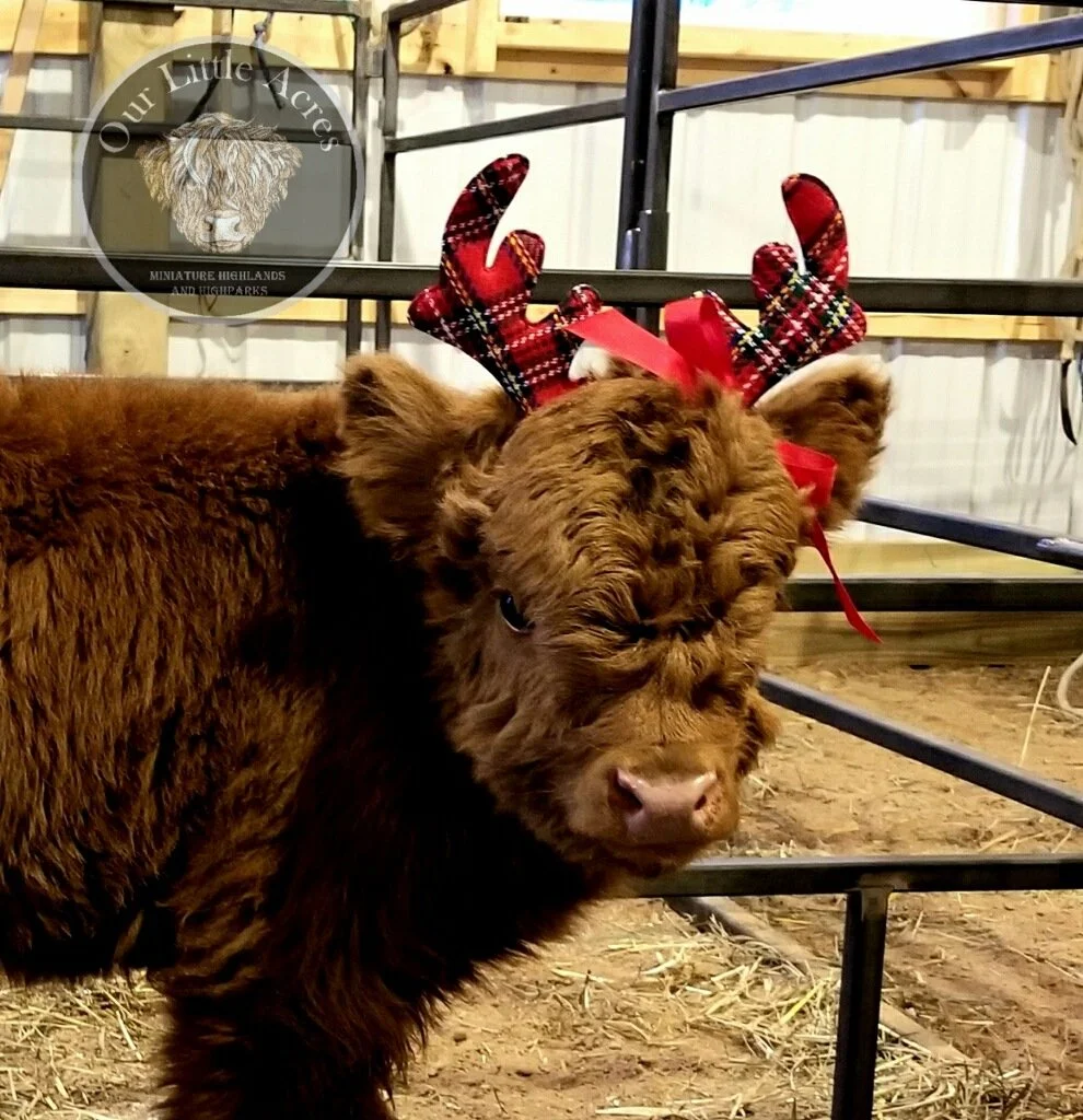 Mansfield Miniatures has a cow used for breeding