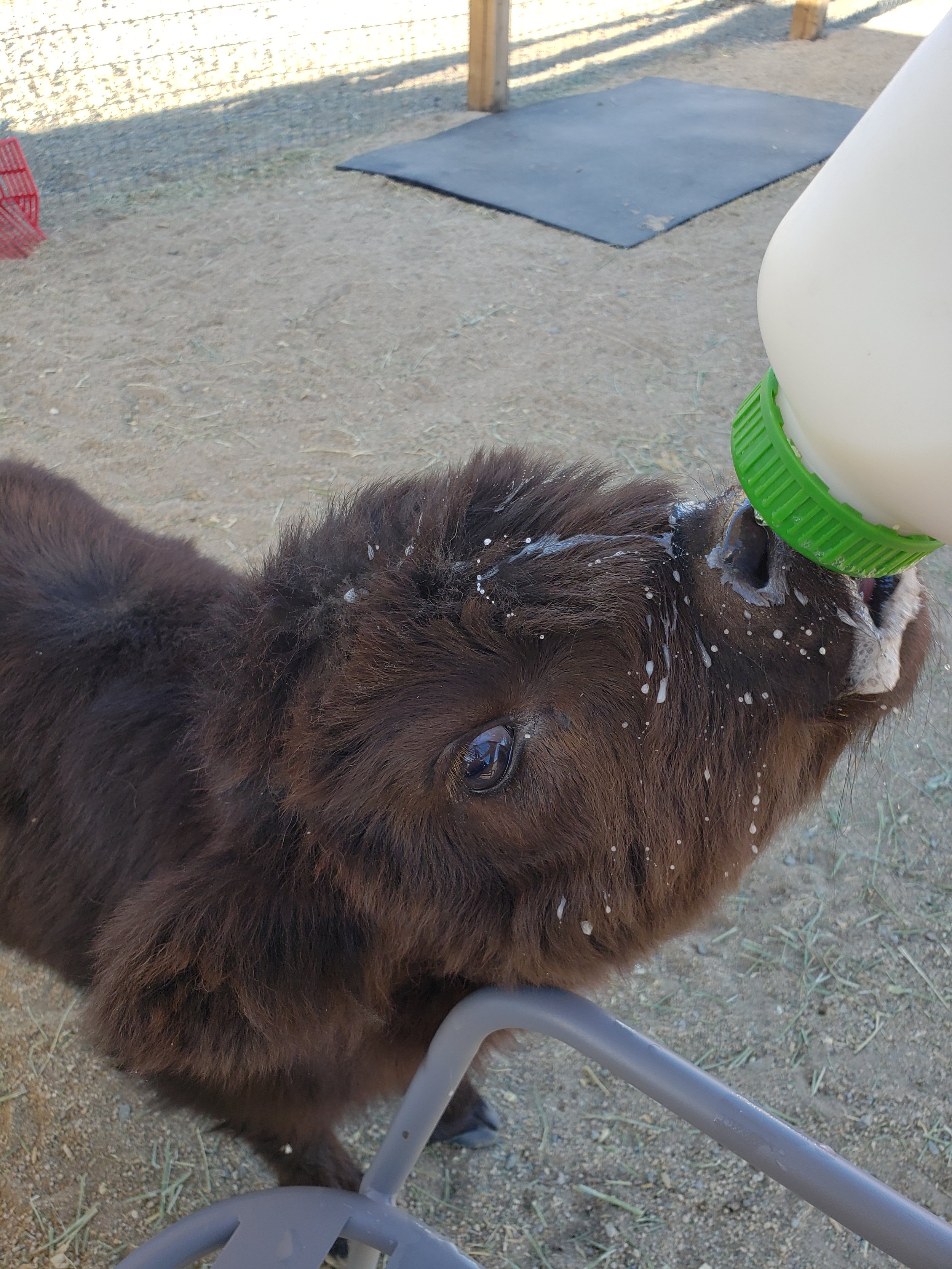 Mansfield Miniatures has calf for sale as pets