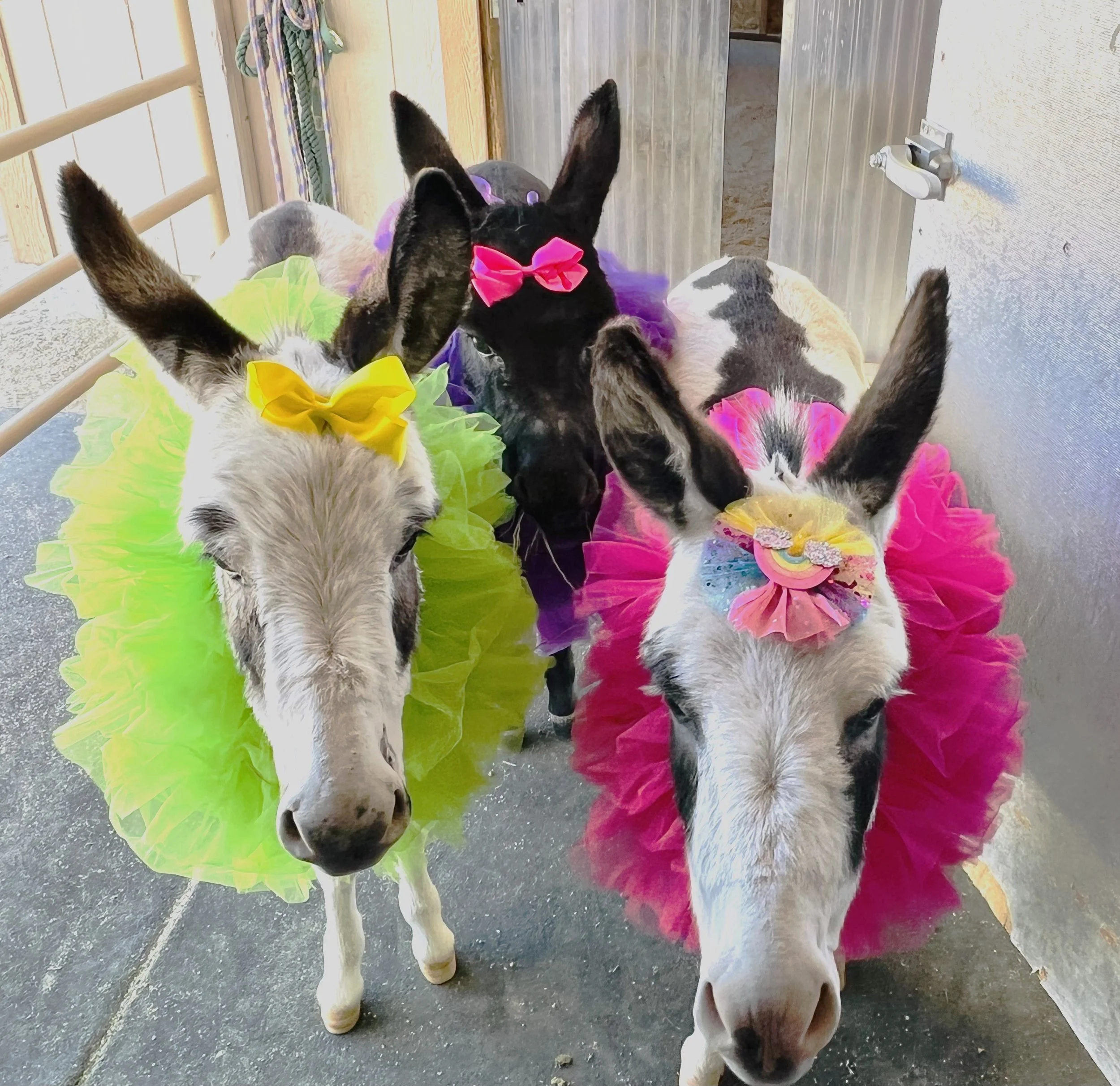 3 miniature mediterranean donkeys used for breeding at Mansfield Miniatures