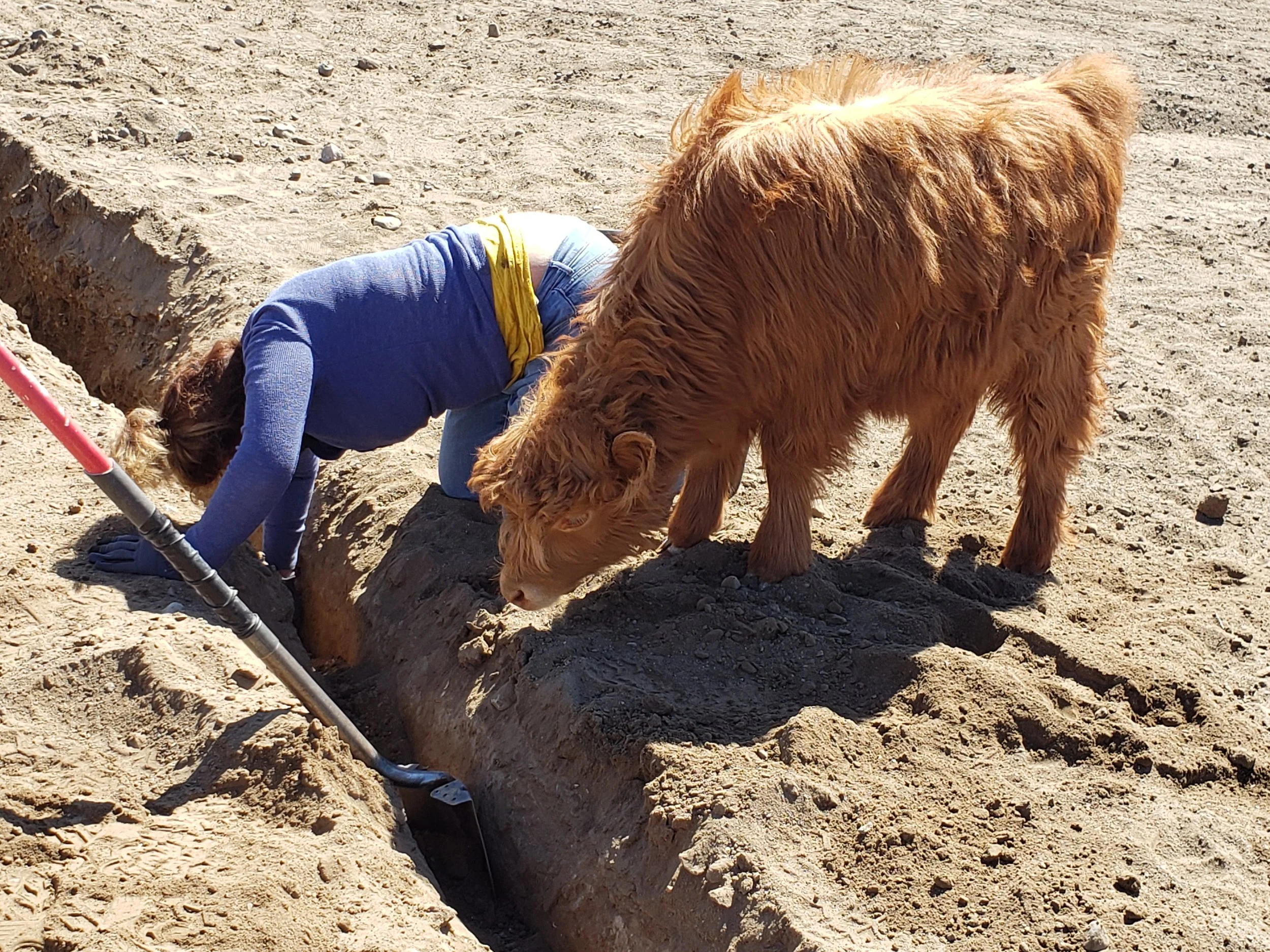 Mansfield Miniature has a Miniature Cow helping out