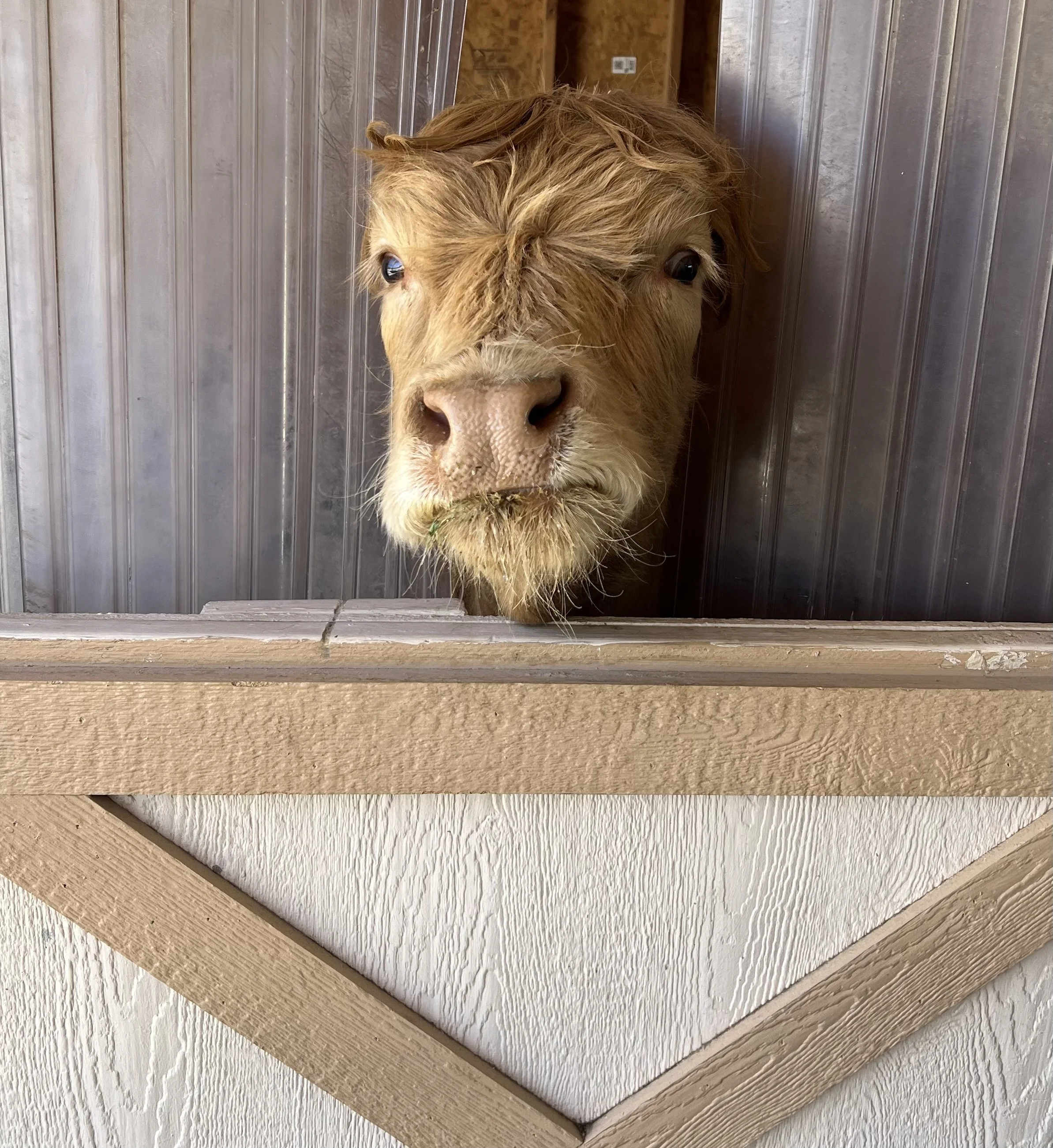 Mansfield Miniatures has Lila in the barn, a cow used for breeding