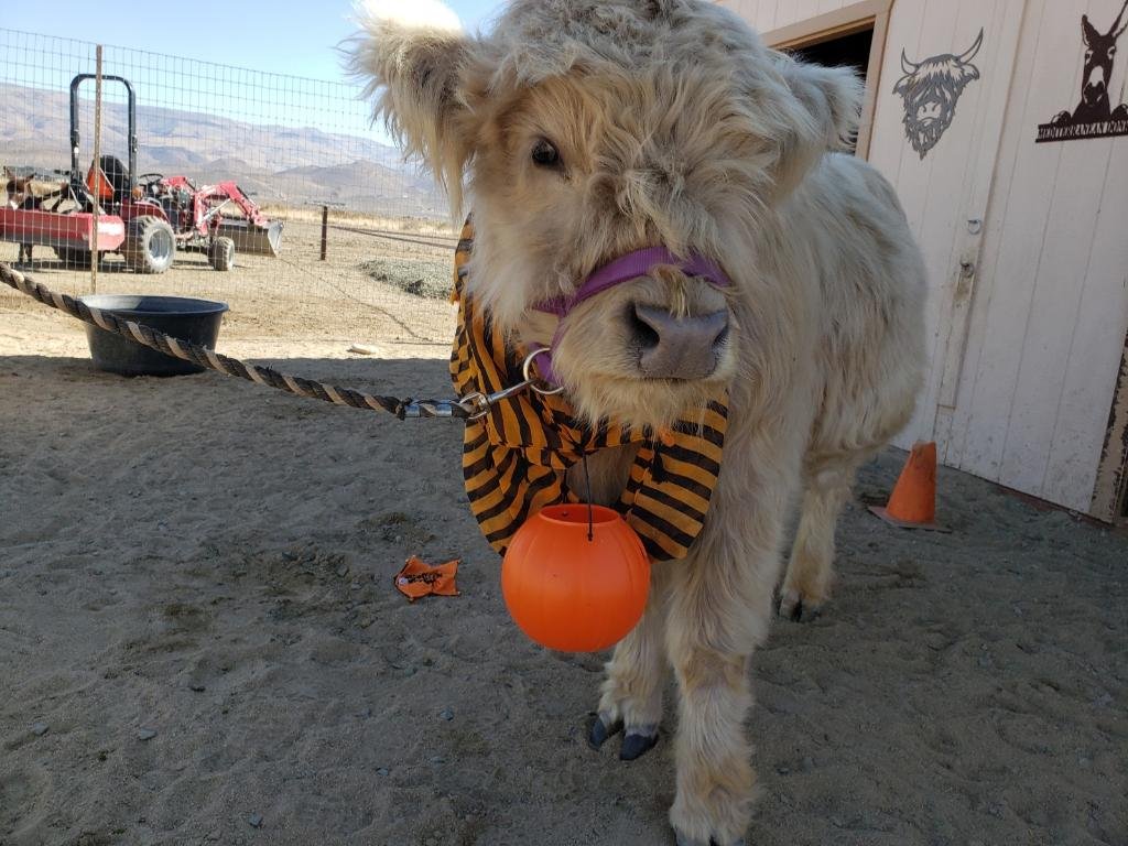 Mansfield Miniatures has Cowboy, a bull used for breeding