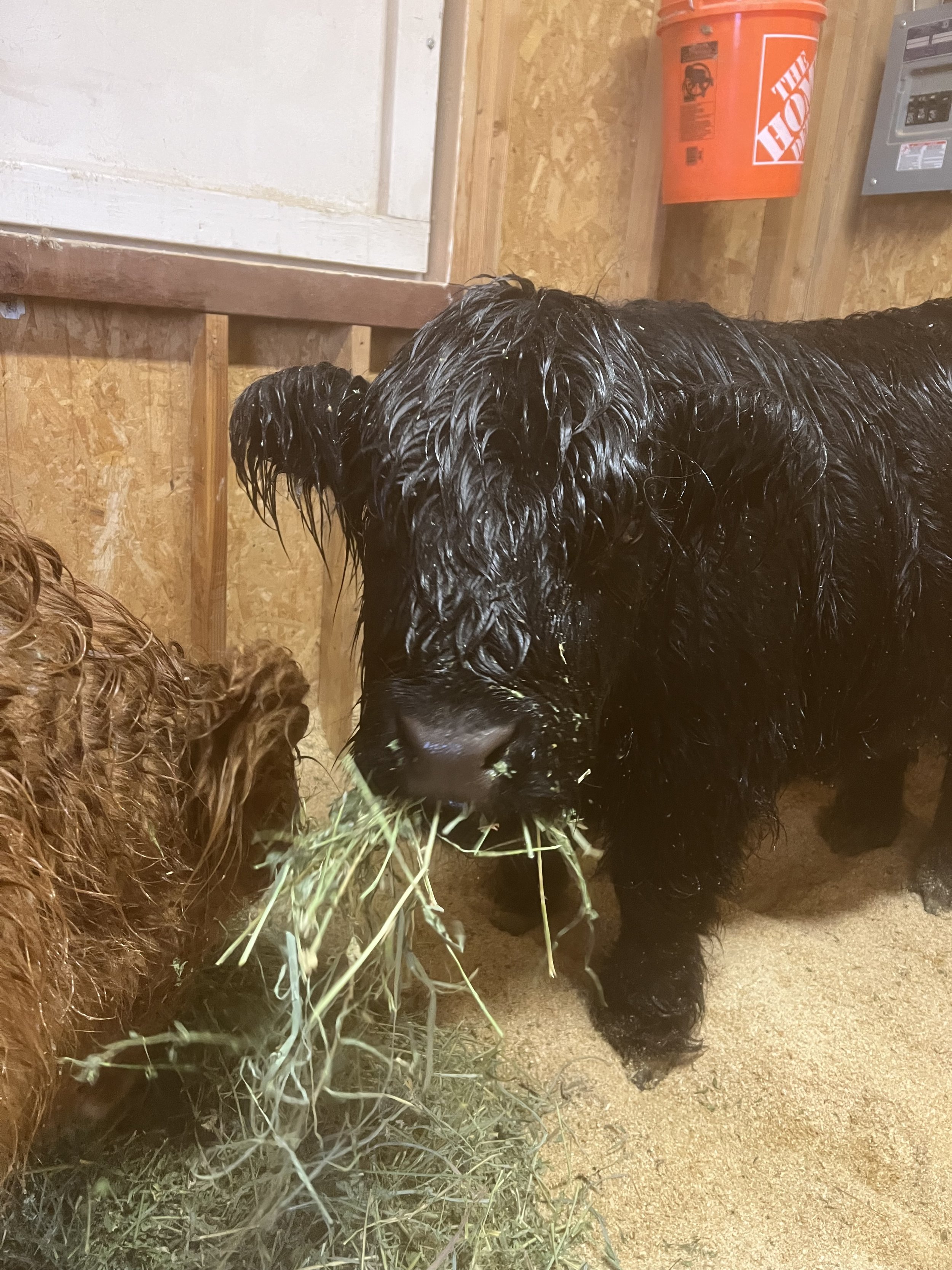 Mansfield Miniatures has a Black Scottish Highland Cow Eating hay