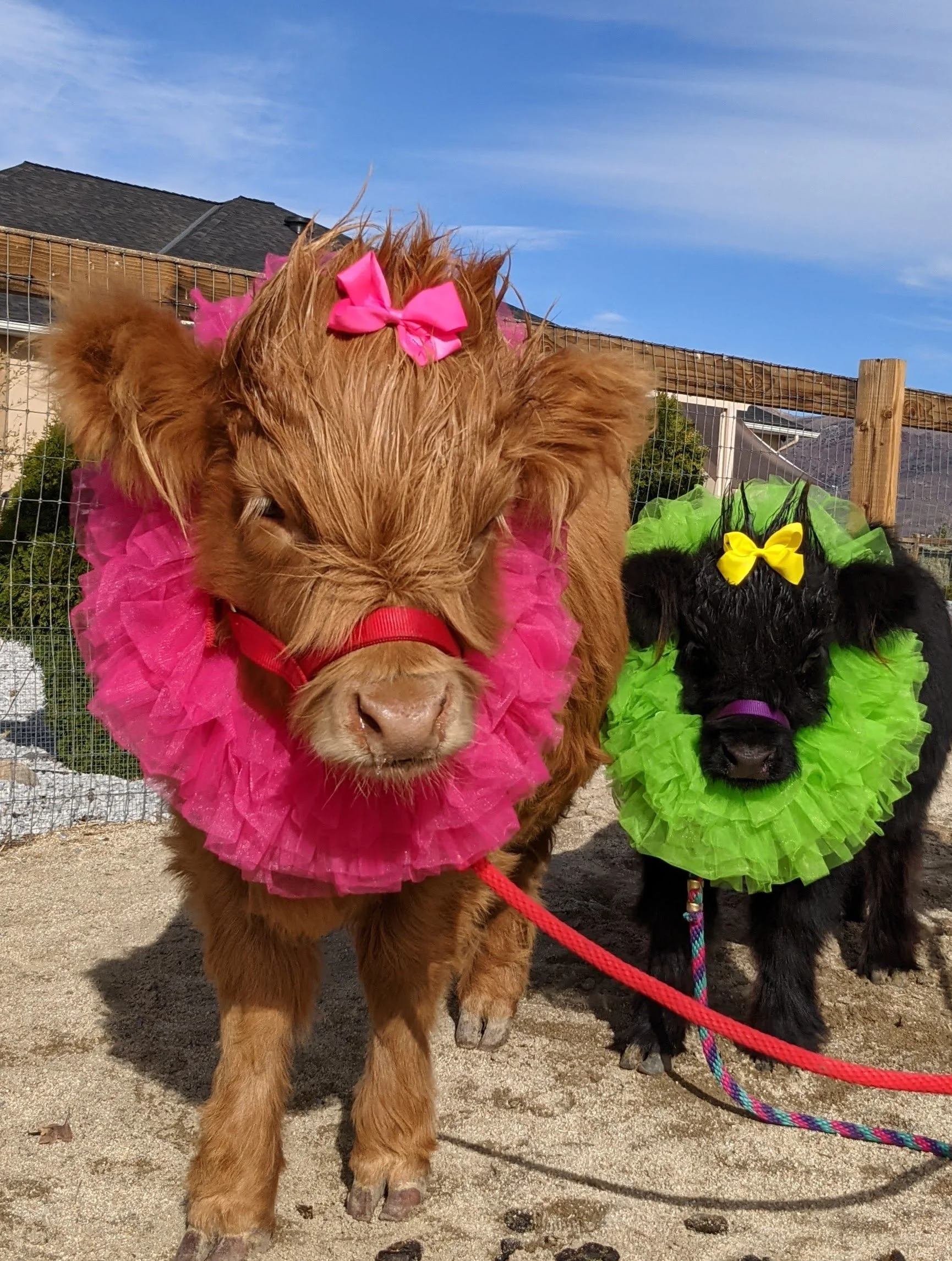 Mansfield Miniature has two beautiful highland cows