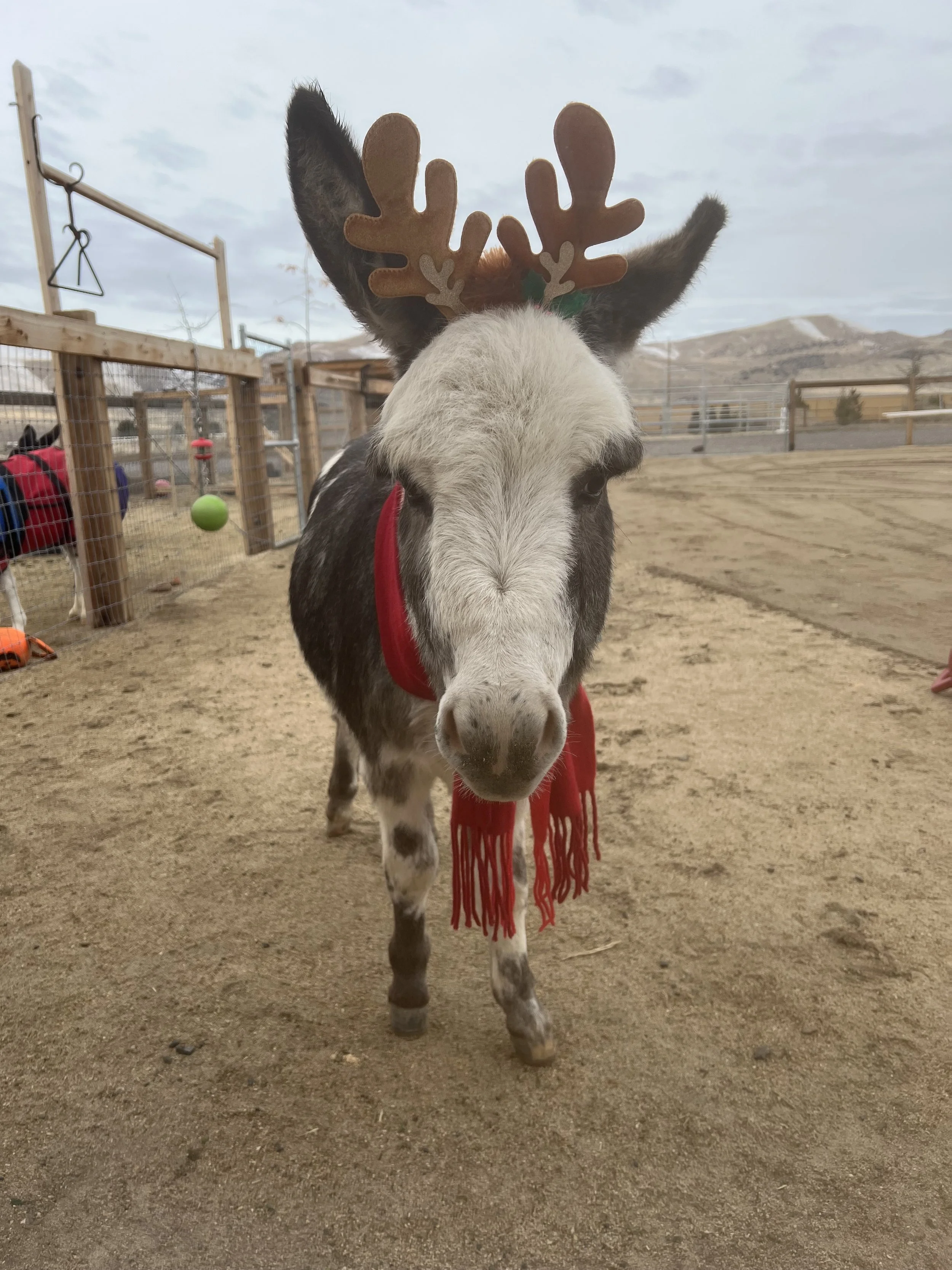 Mansfield Miniatures has a Christmas donkey