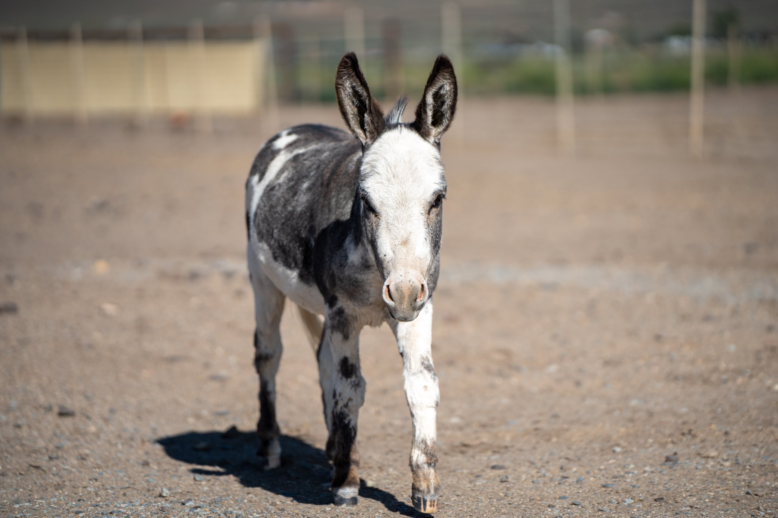 Mansfield Miniatures has Georgio, a miniature mediterranean donkey use for breeding