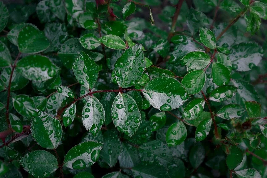 Roses by Hybridizer — Kansas City Rose Society