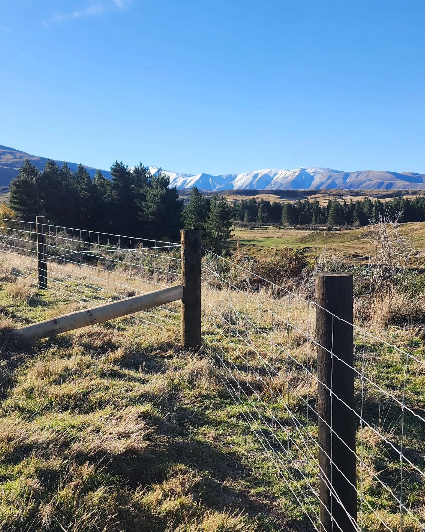 The last month has included a fair amount of fencing  up and down bumpy hills for our own wetland restoration project, supported by the Waiora Manuherekia Catchment.

Almost 1km of fencing in the most awkward of spots and lots of angle stays. Our nei