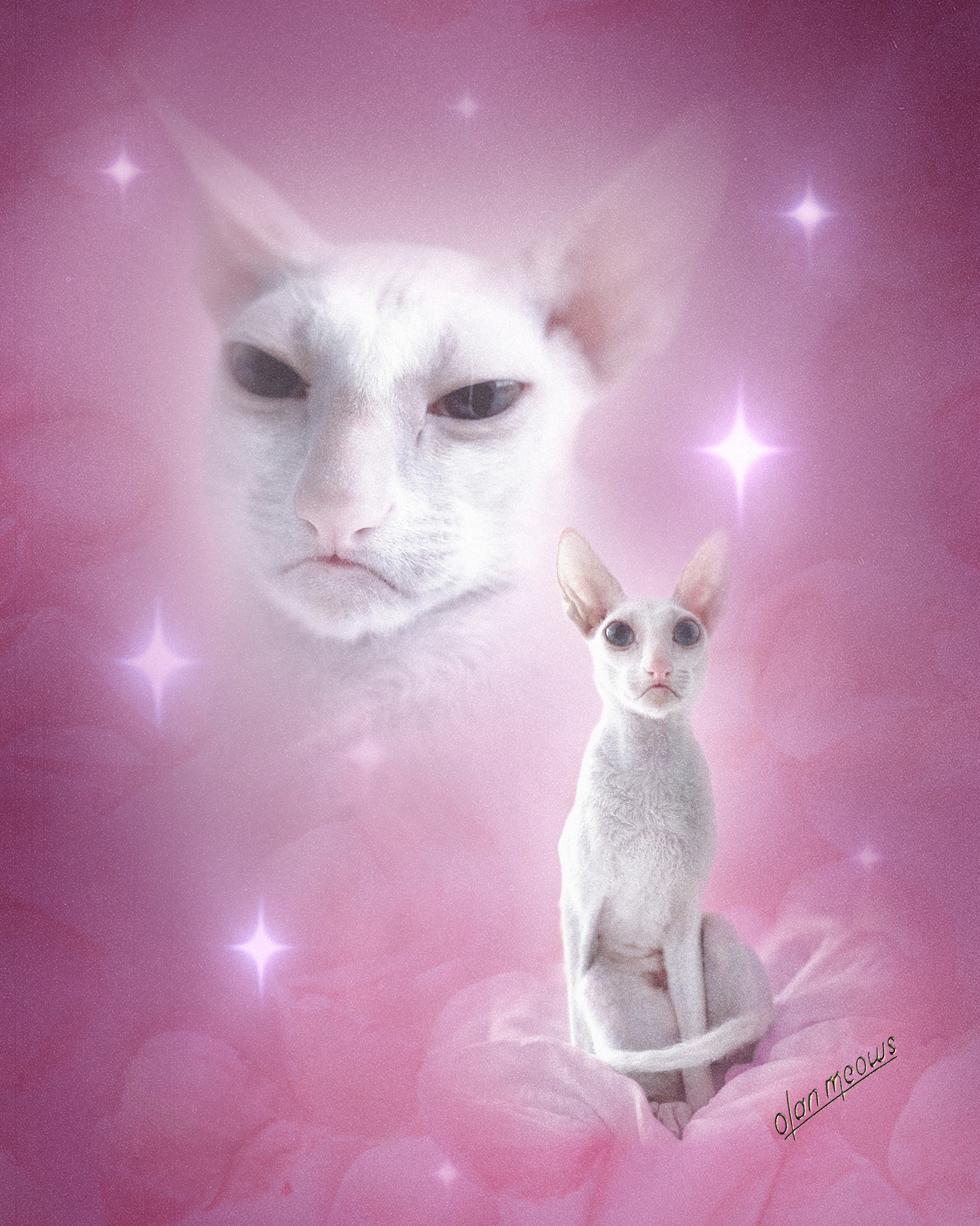 Sirius Pet Portrait.jpeg
