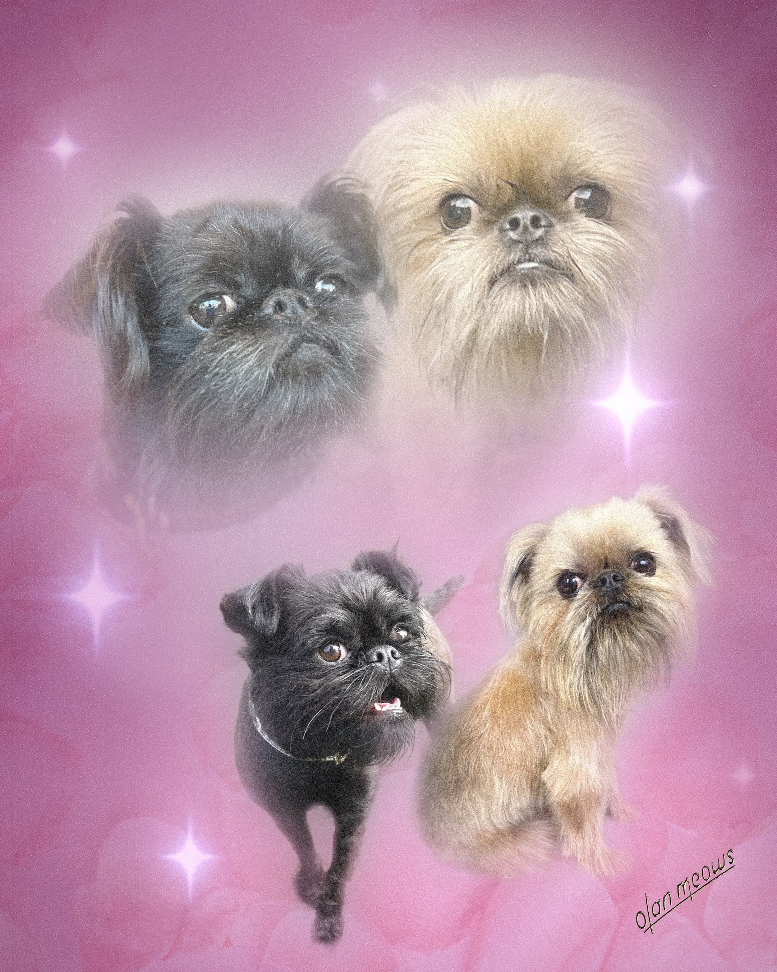 pink multi stars logo.jpeg