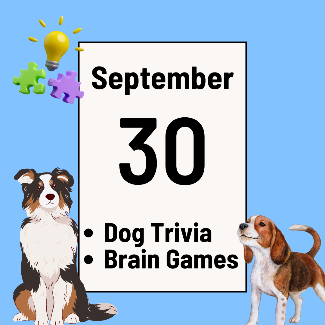 Dog Trivia with adoptable dogs and Brain Games Night