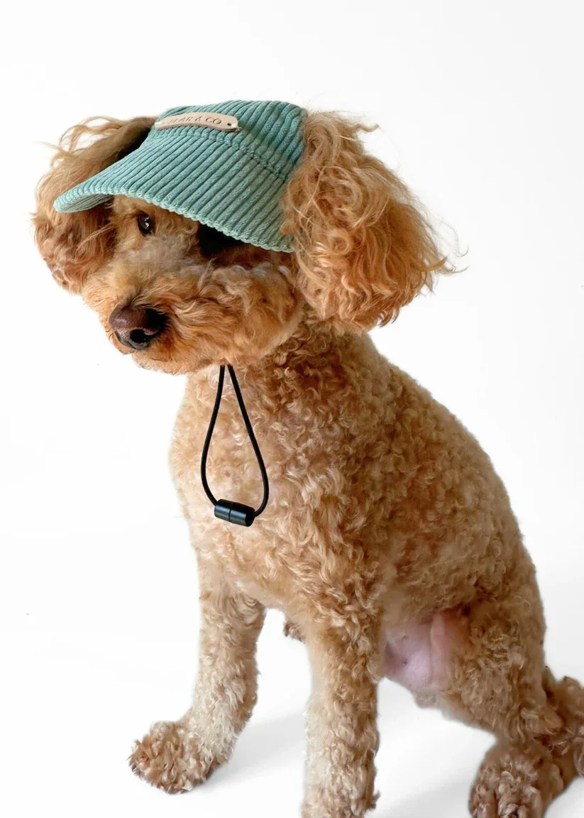 A curly-haired tan dog wearing a teal corduroy cap with a strap hanging down, sitting against a plain white background.