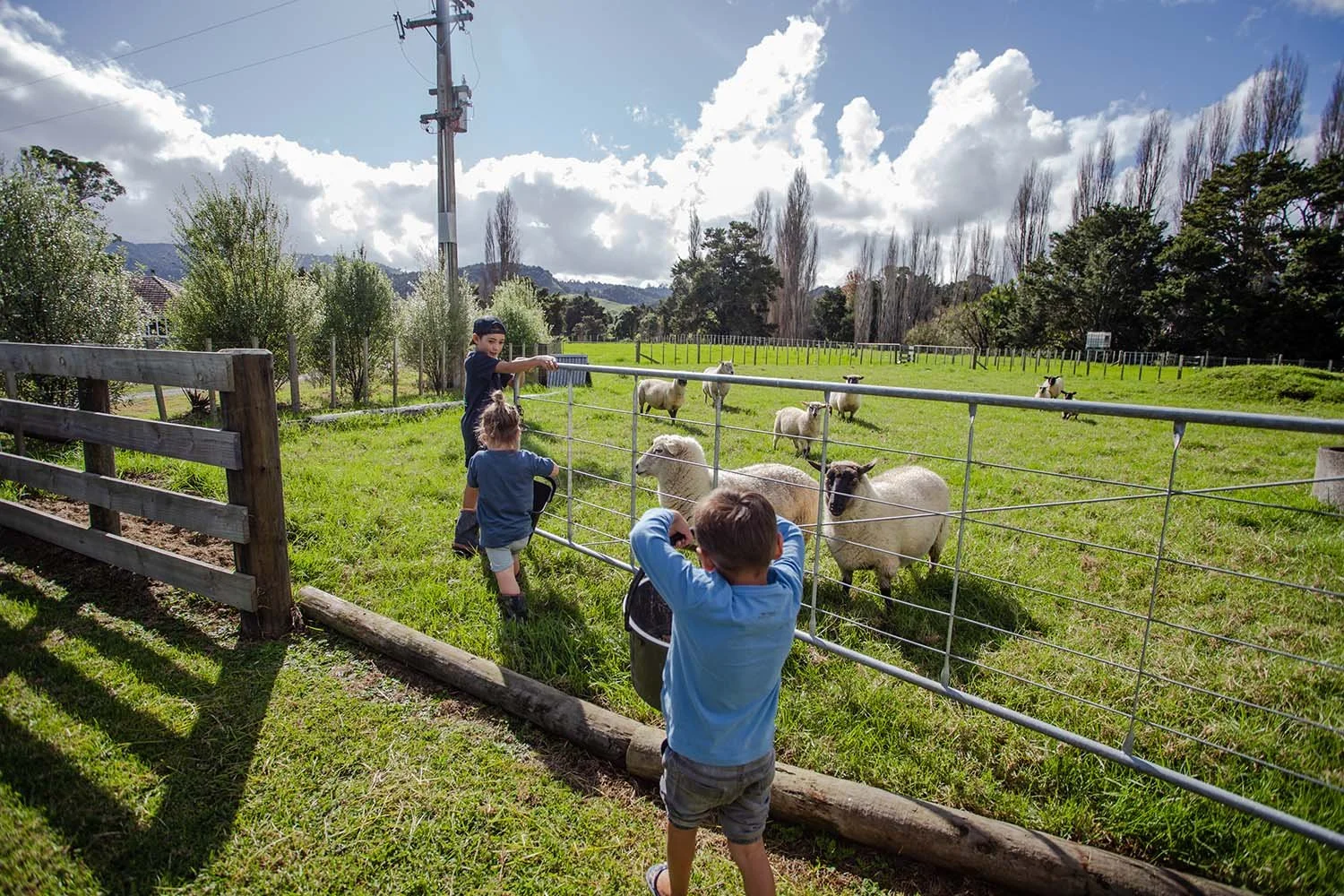 Kids in northland exploring sheep farm
