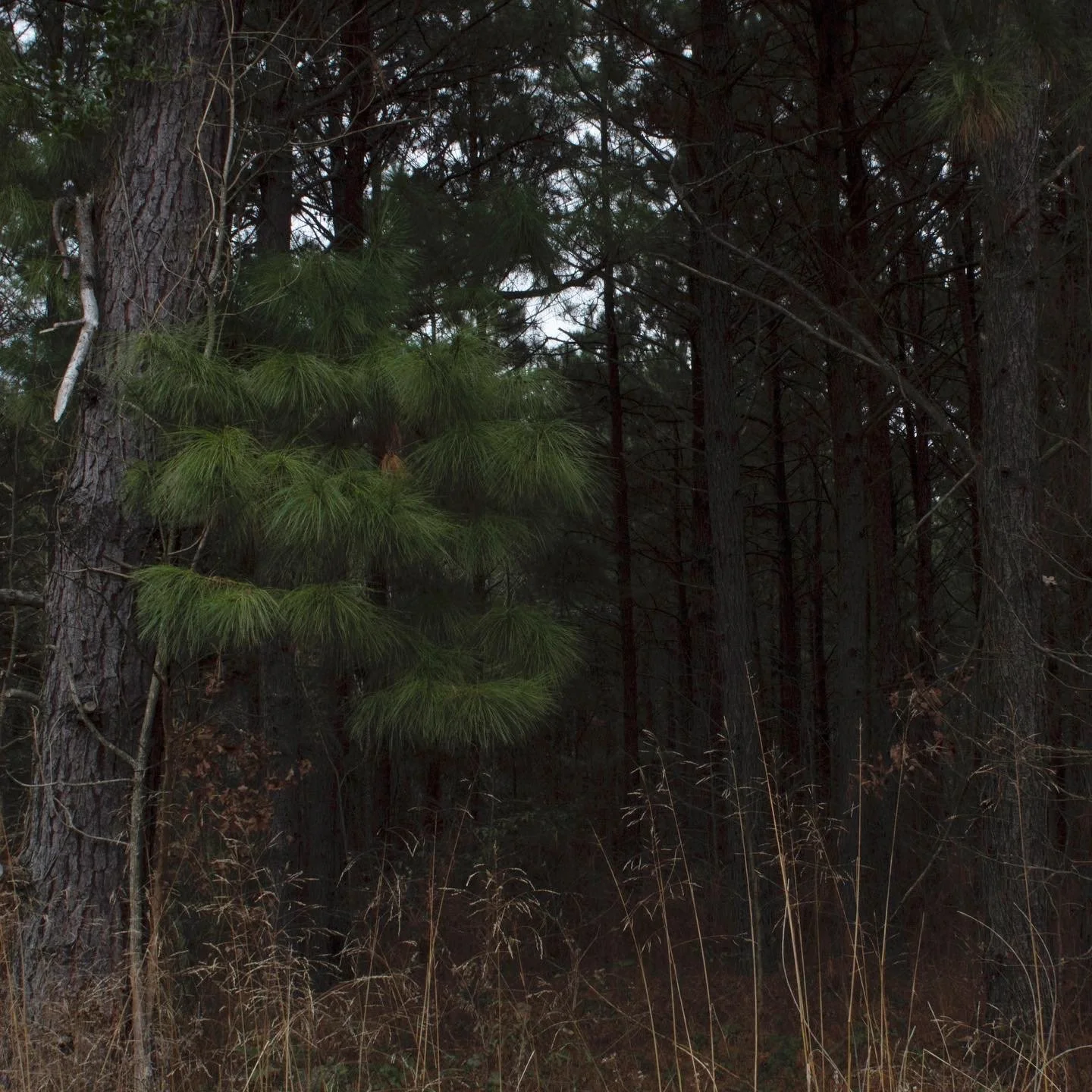 C8C92B3D-11B0-454F-8939-32FE64F9F7F8 2.JPG