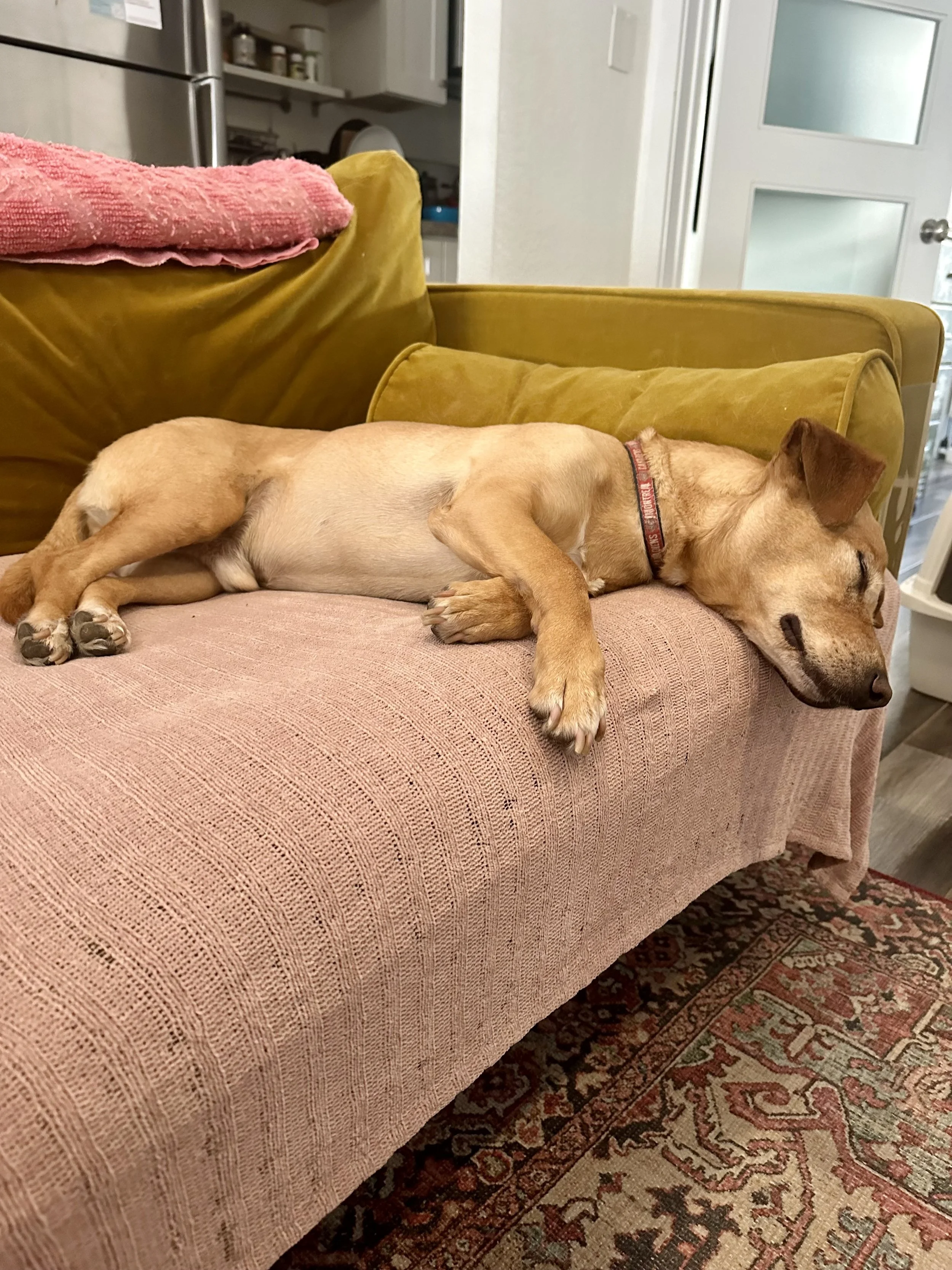 A small tan dog sleeping on a pink couch with a yellow pillow and a green cushion.