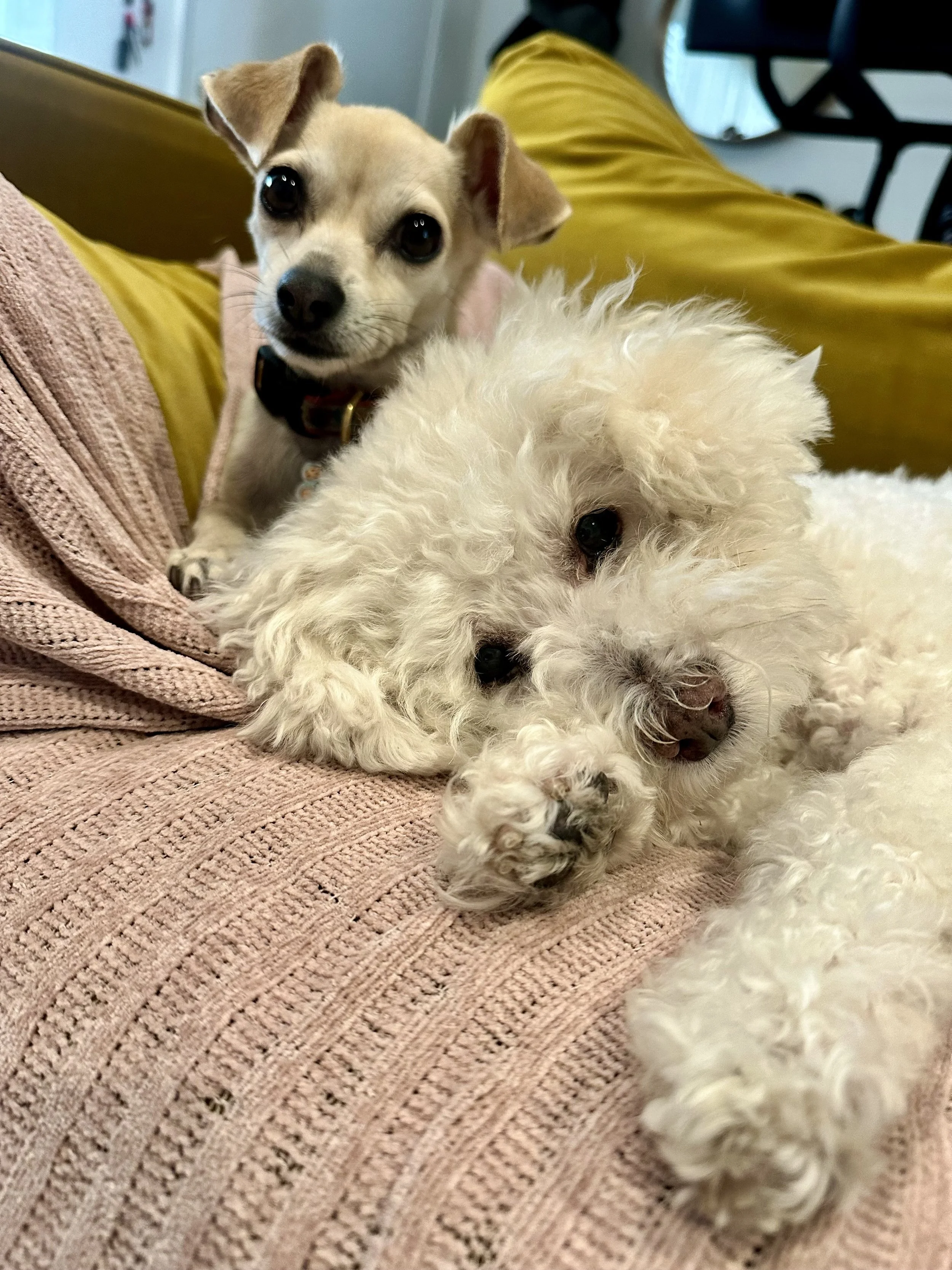 A small beige dog with big eyes and alert ears sitting on a pink textured blanket, and a curly white dog lying on its side beside it.