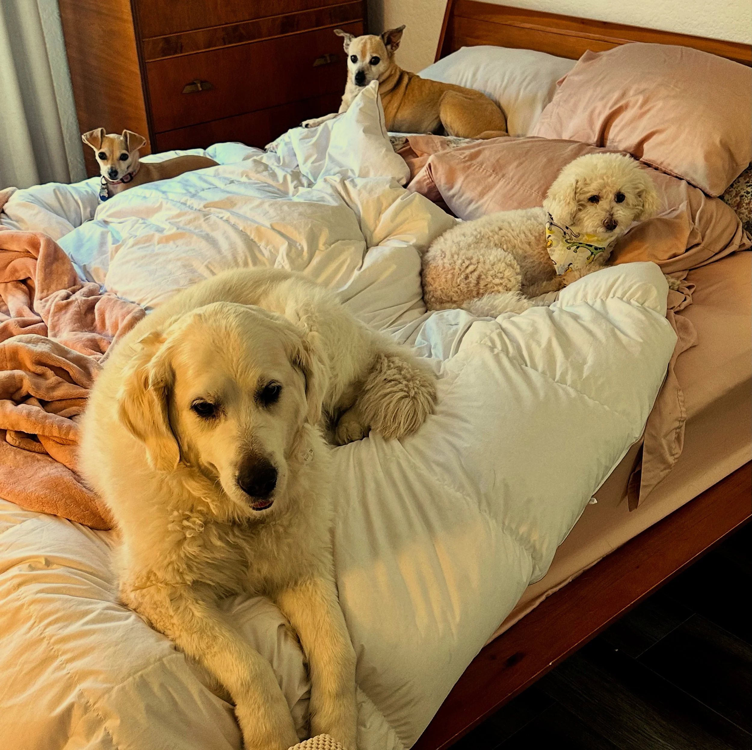 Five dogs relaxing on a bed with pink and cream-colored bedding, in a cozy room with wooden furniture.