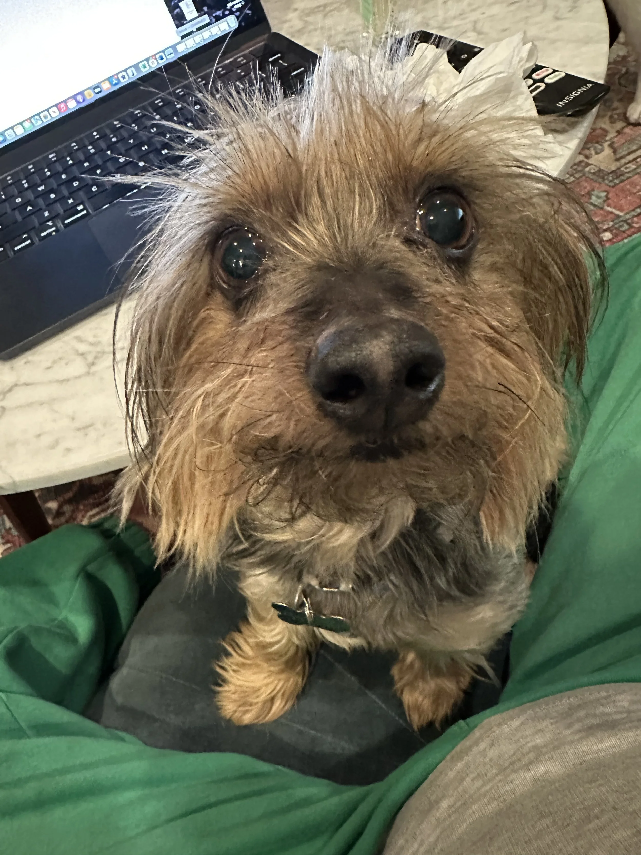 Close-up of a small, brown, scruffy dog with dark eyes, sitting on someone's lap, with a laptop and some papers on a table nearby.