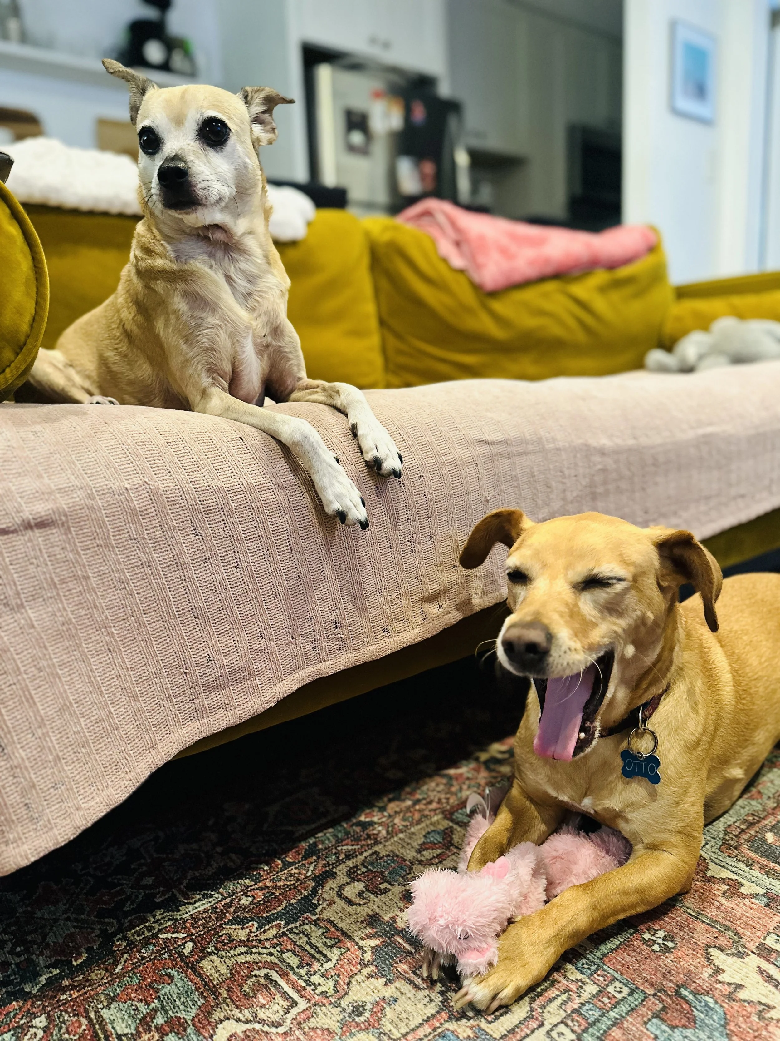 Two dogs, one sitting on a pink-tufted sofa and the other lying on an oriental rug, yawning inside a cozy living room with a yellow couch and kitchen in the background.