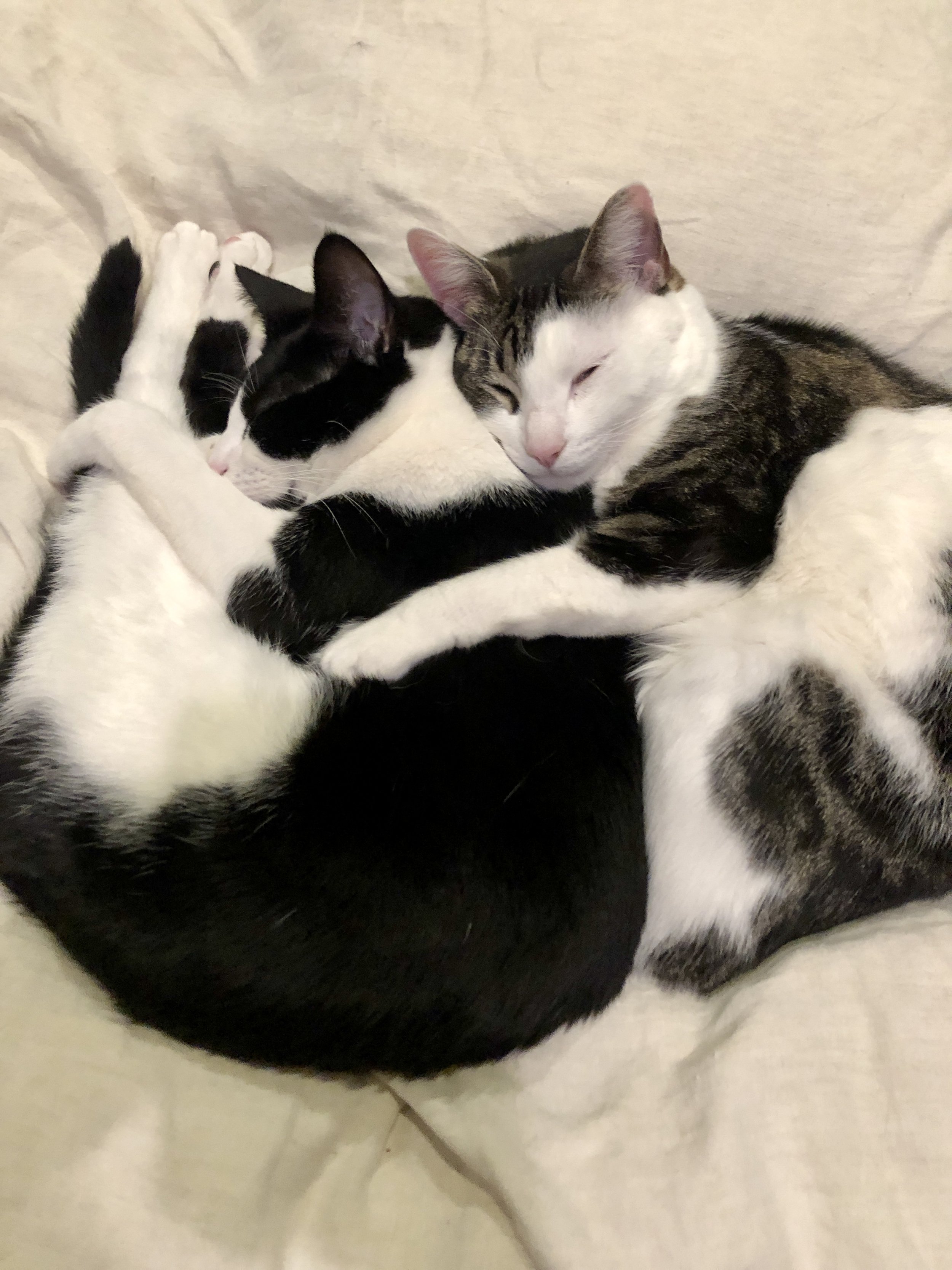 Three cats cuddling together on a beige blanket, with one black and white cat and two tabby cats.