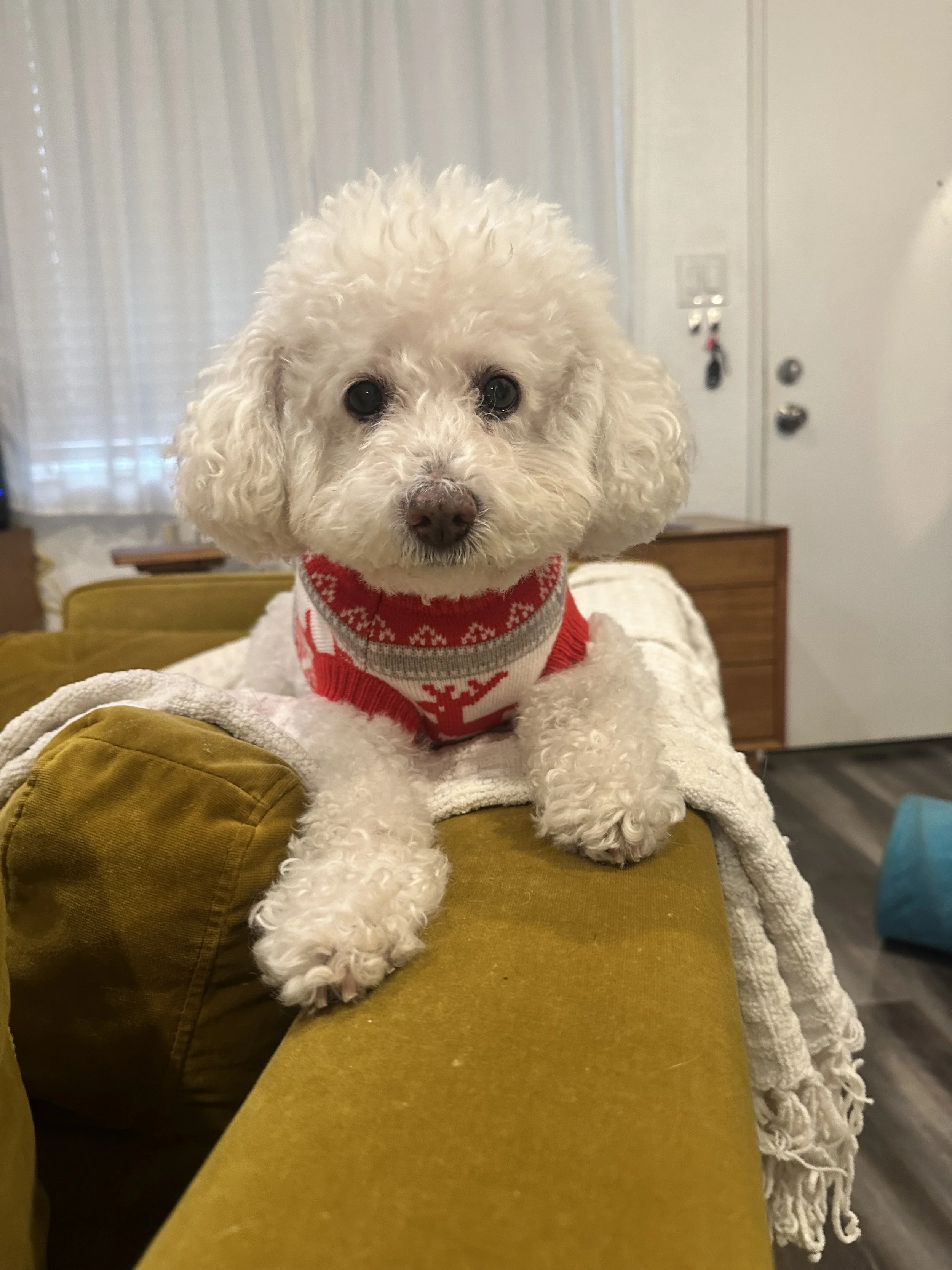A small, curly-haired white dog wearing a red holiday sweater, sitting on the arm of a mustard-colored sofa with a white blanket. The dog is looking directly at the camera with a curious expression.