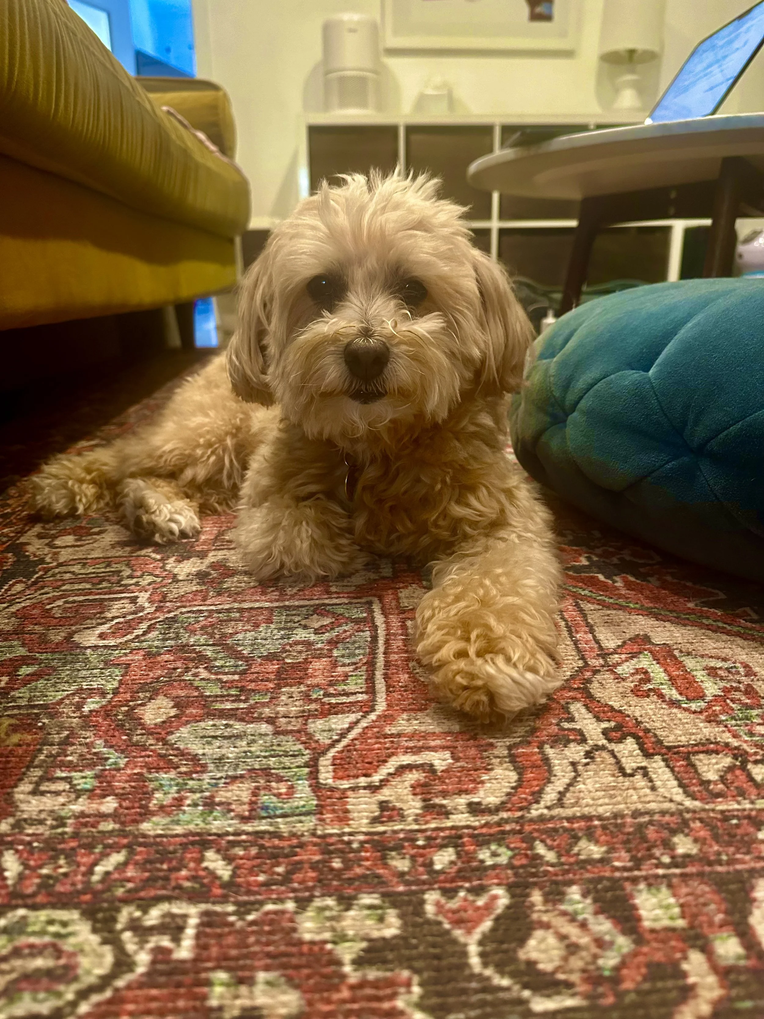 A small, curly-haired dog lying on a patterned area rug inside a living room.